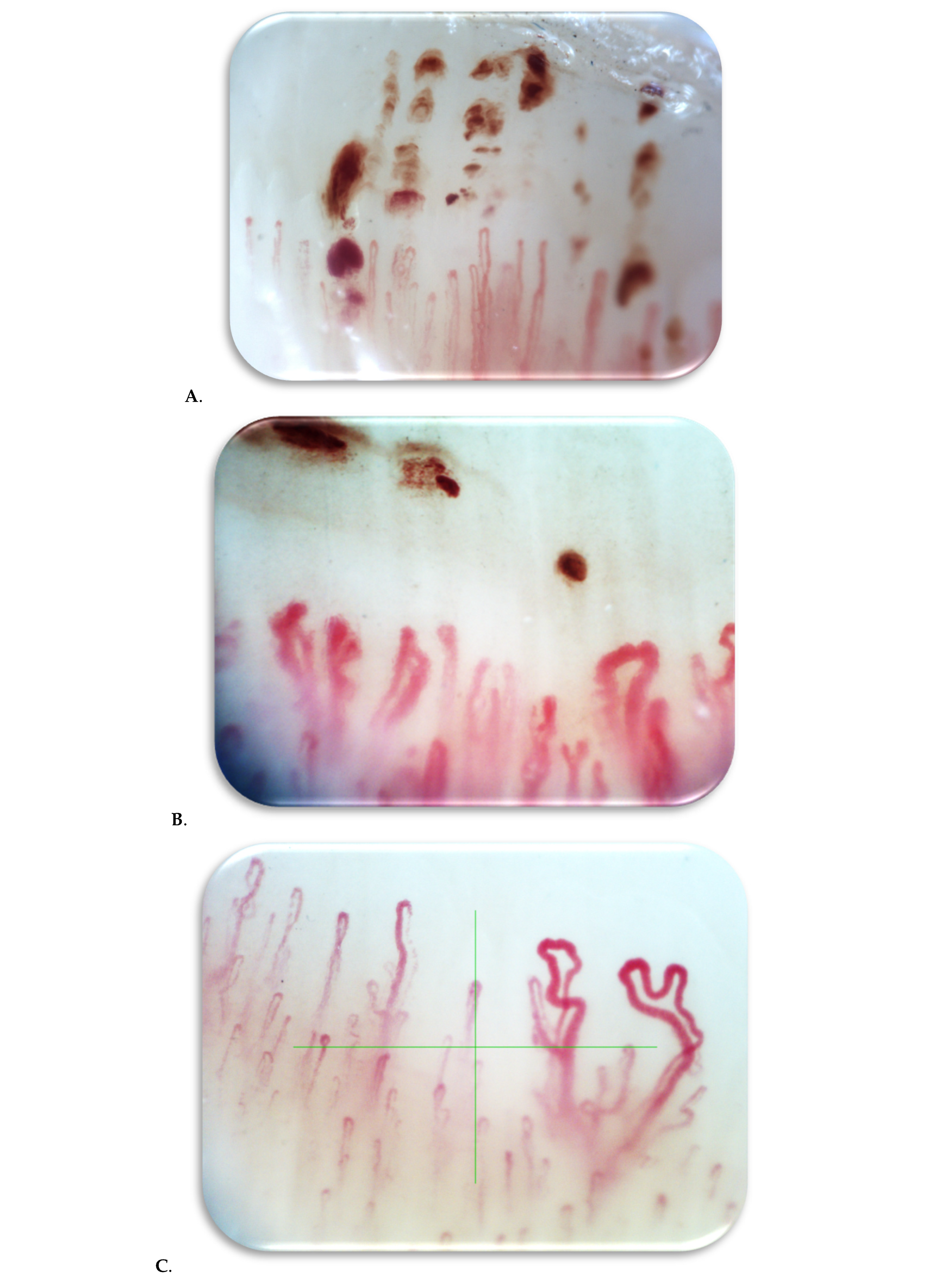 Biomedicines 13 01242 g001b Biomedicines 13 01242 g001b