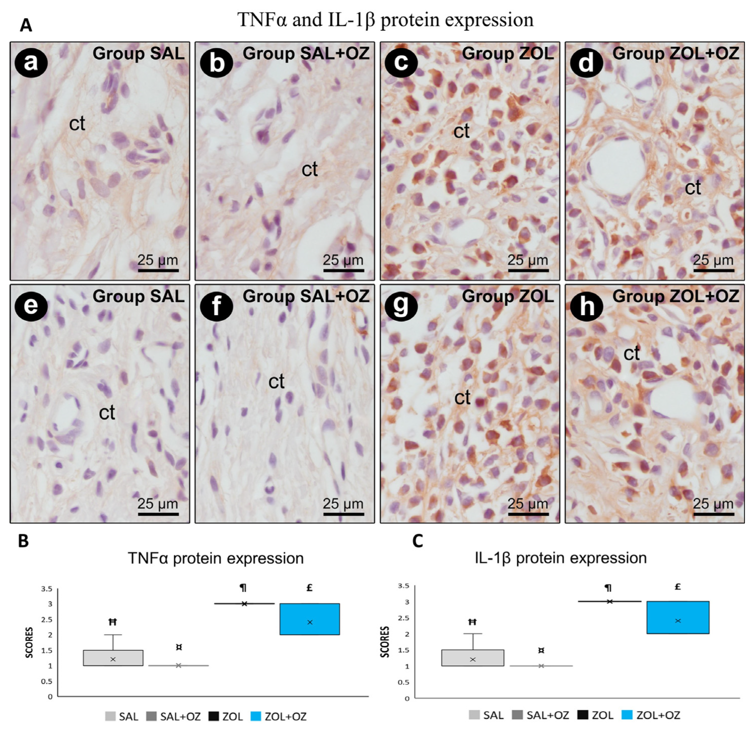Biomedicines 13 01248 g004