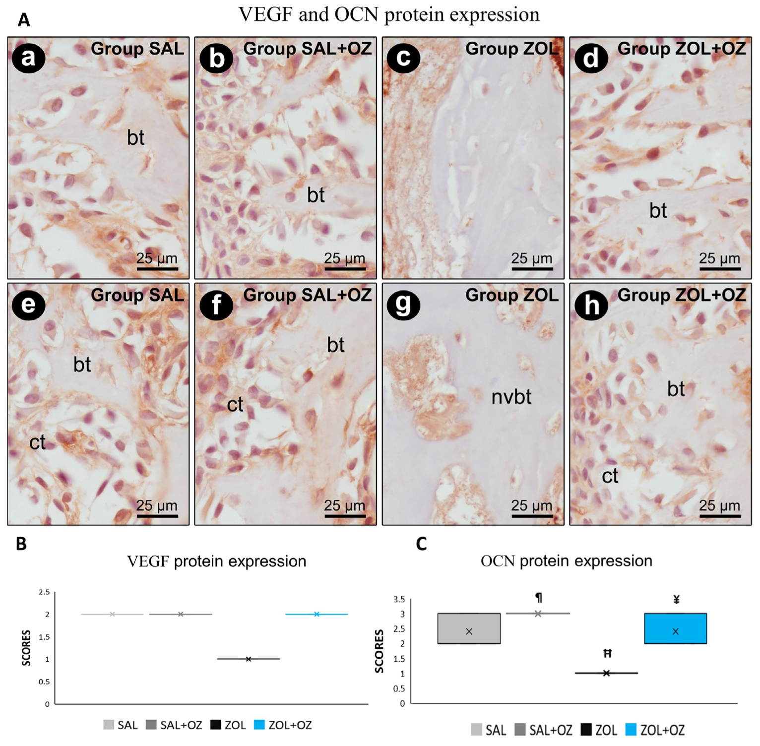 Biomedicines 13 01248 g005