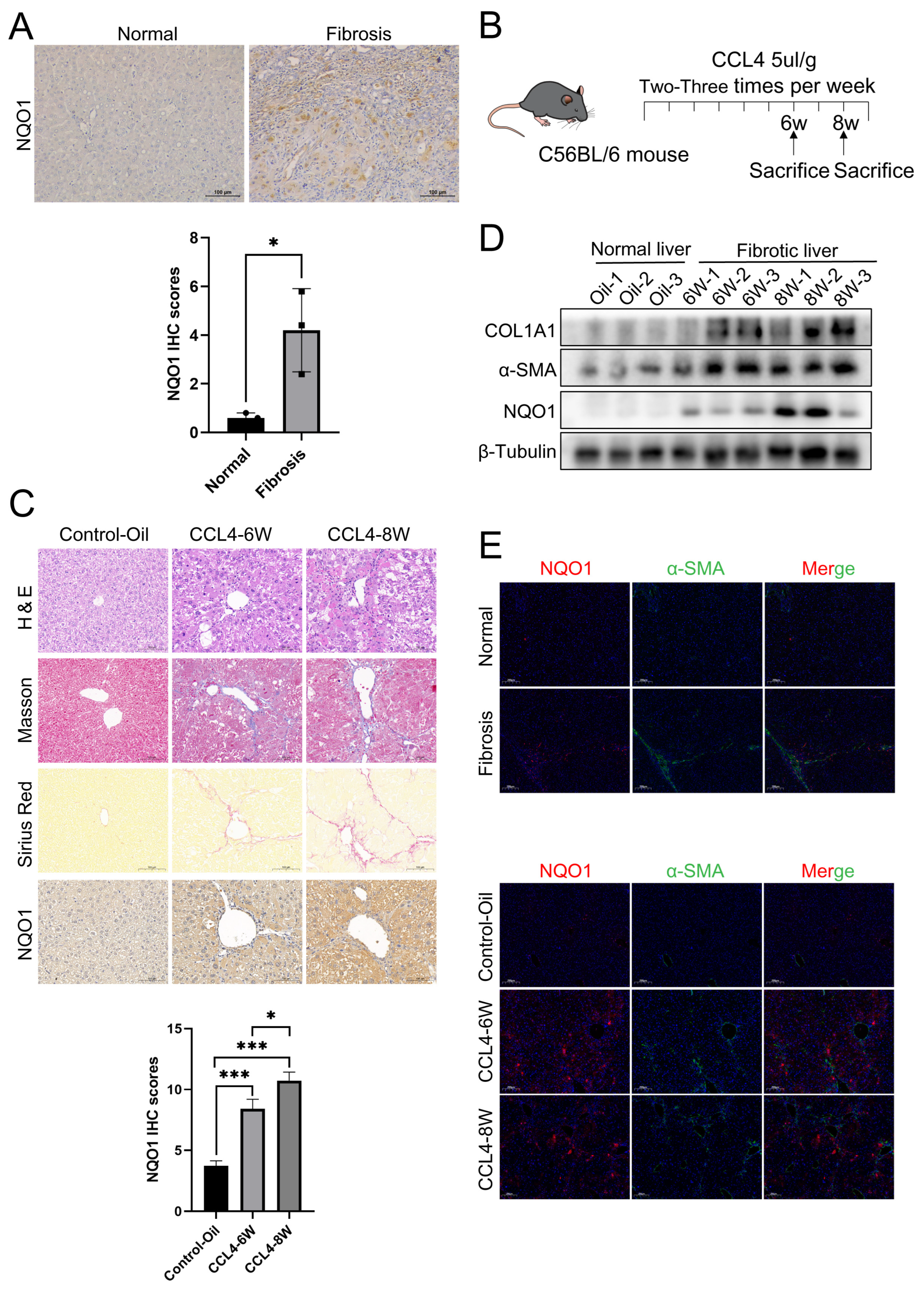 Biomedicines 13 01249 g005