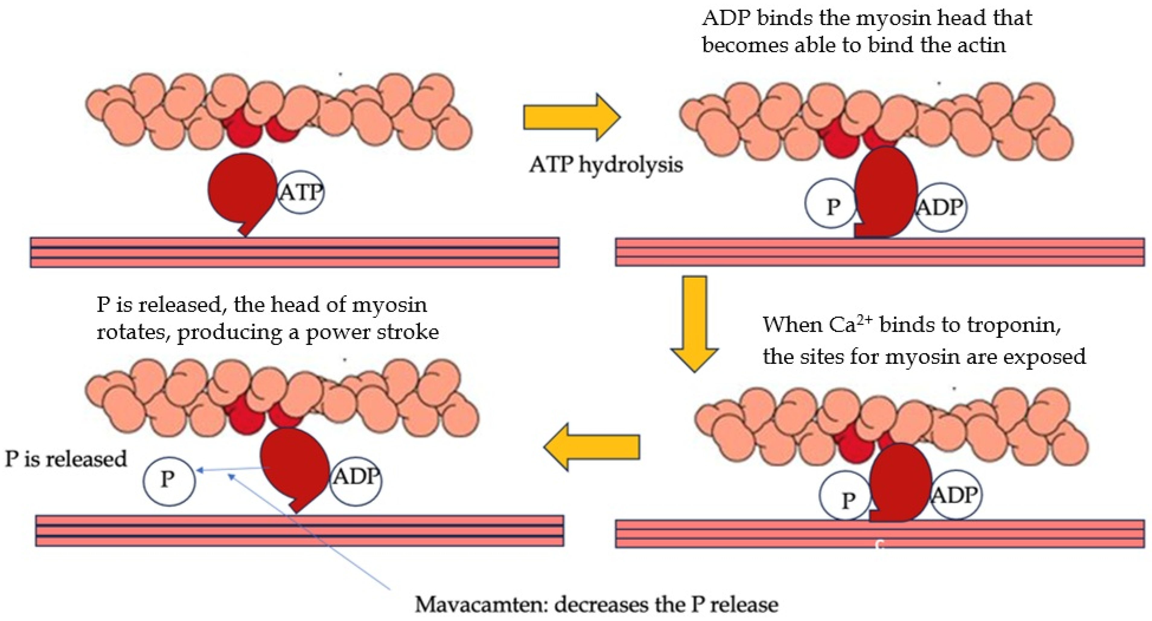 Biomedicines 13 01256 g002