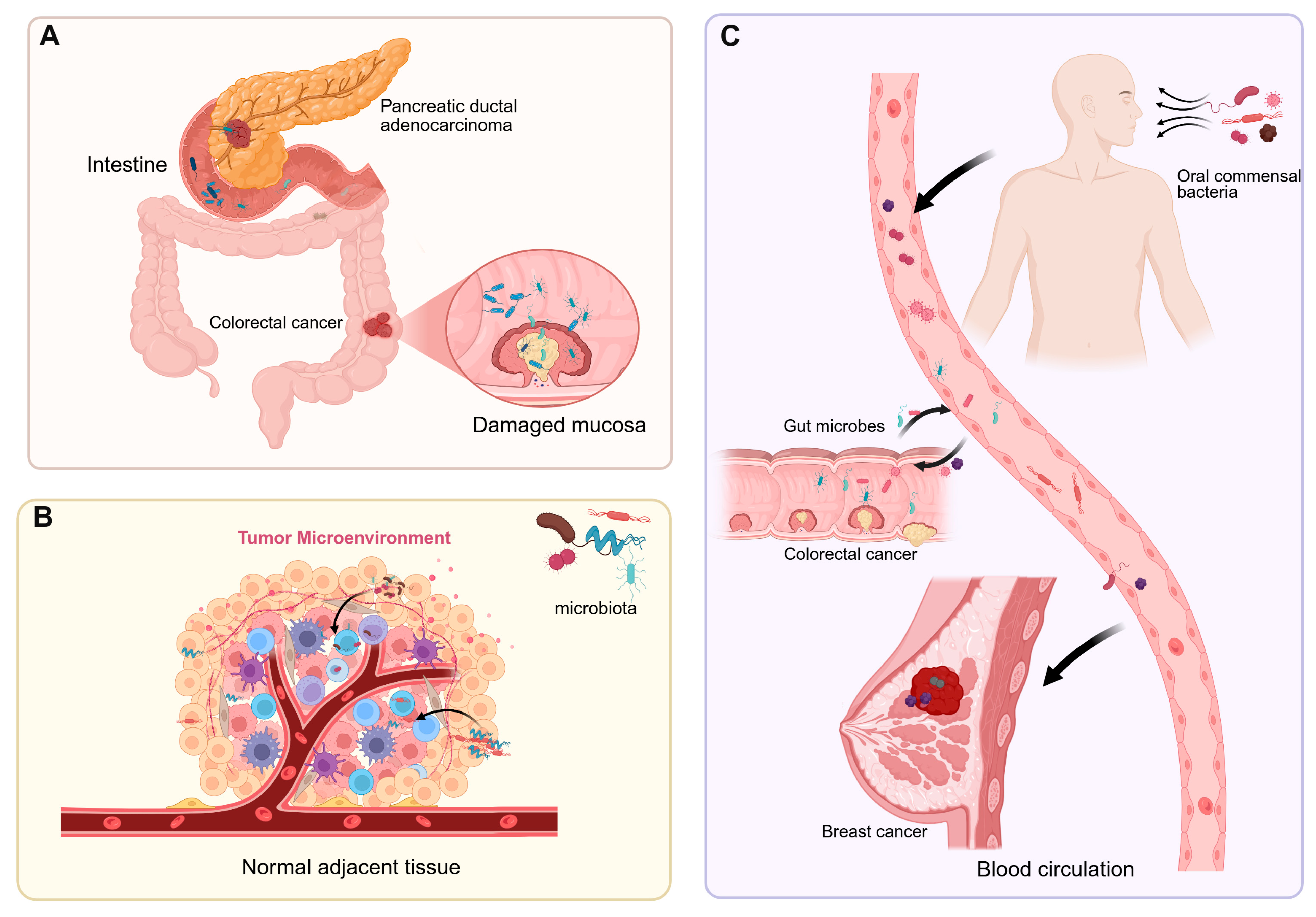 Biomedicines 13 01261 g001