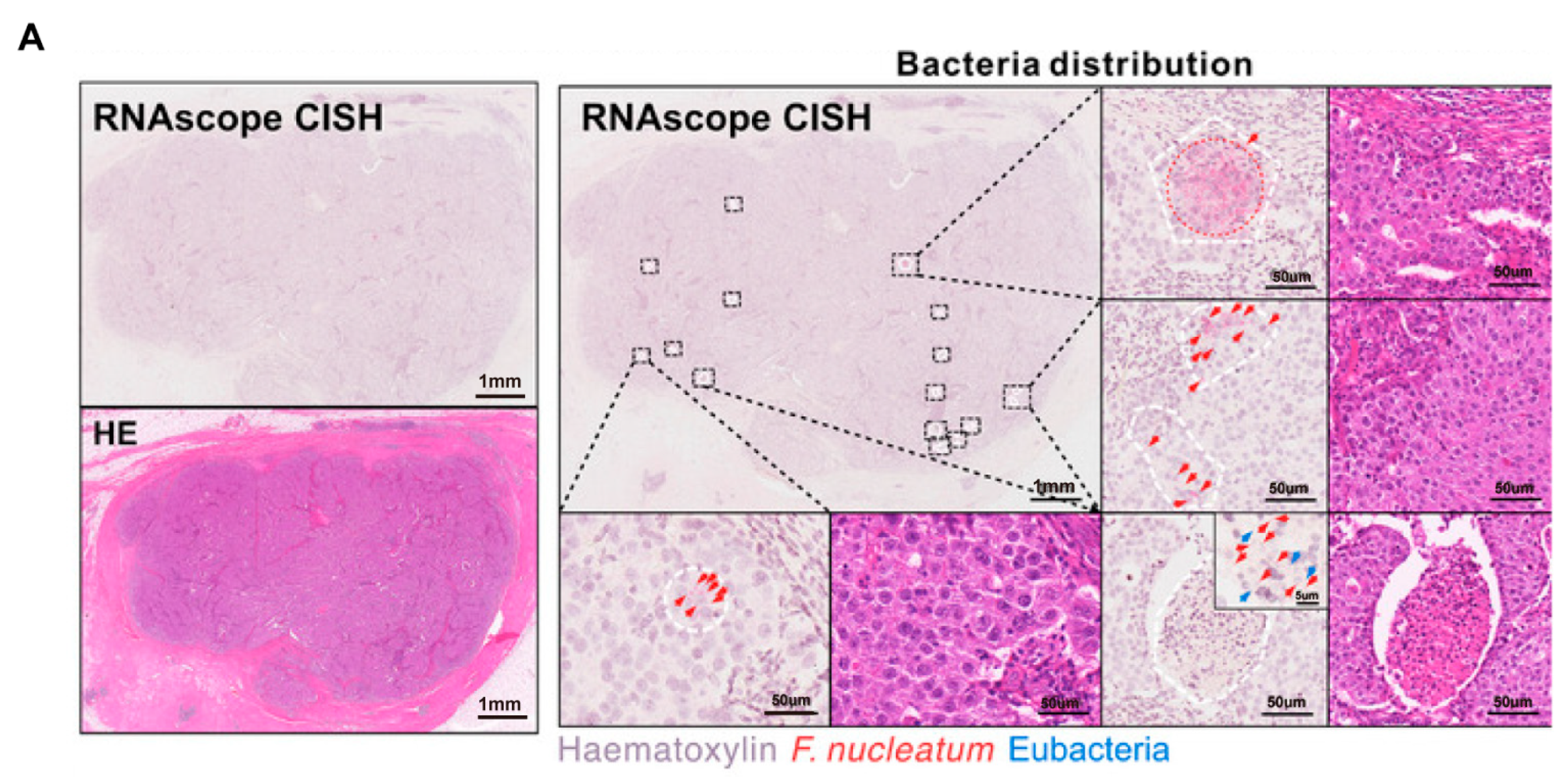Biomedicines 13 01261 g003a