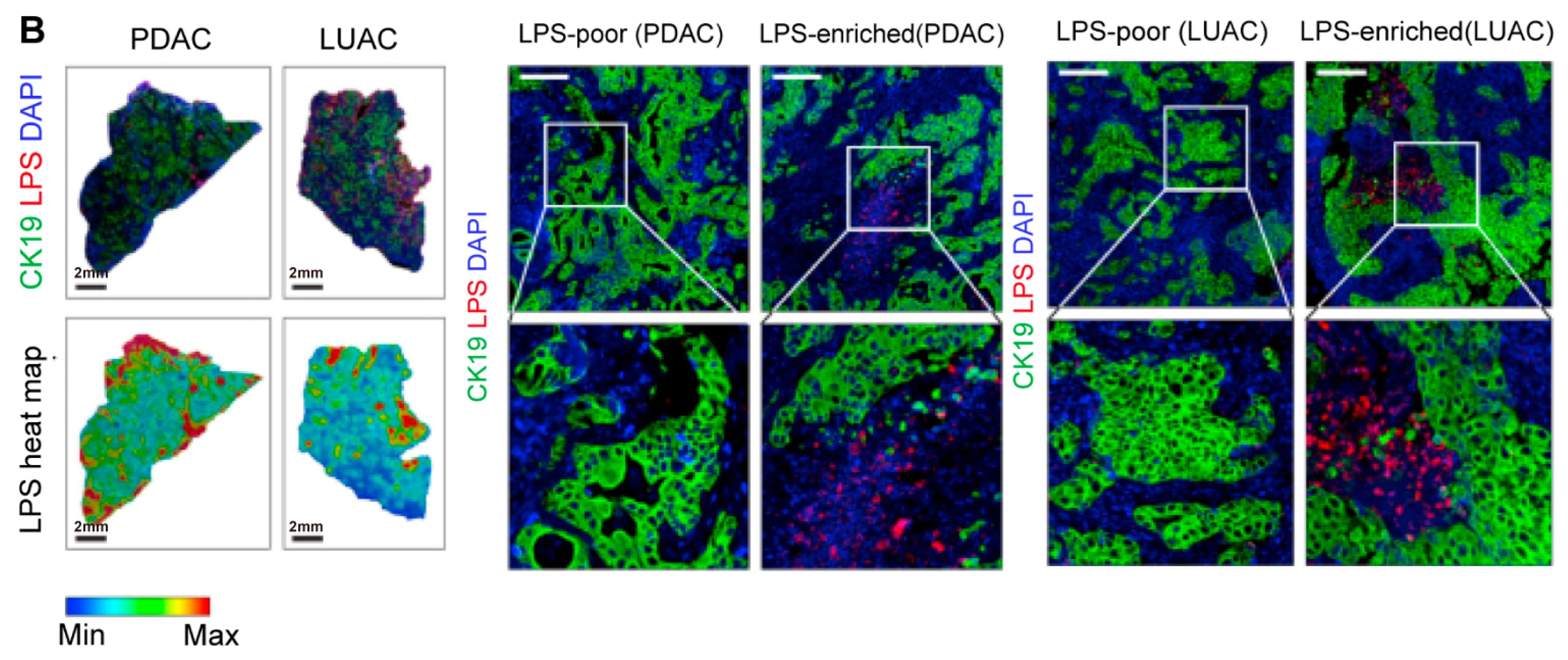 Biomedicines 13 01261 g003b