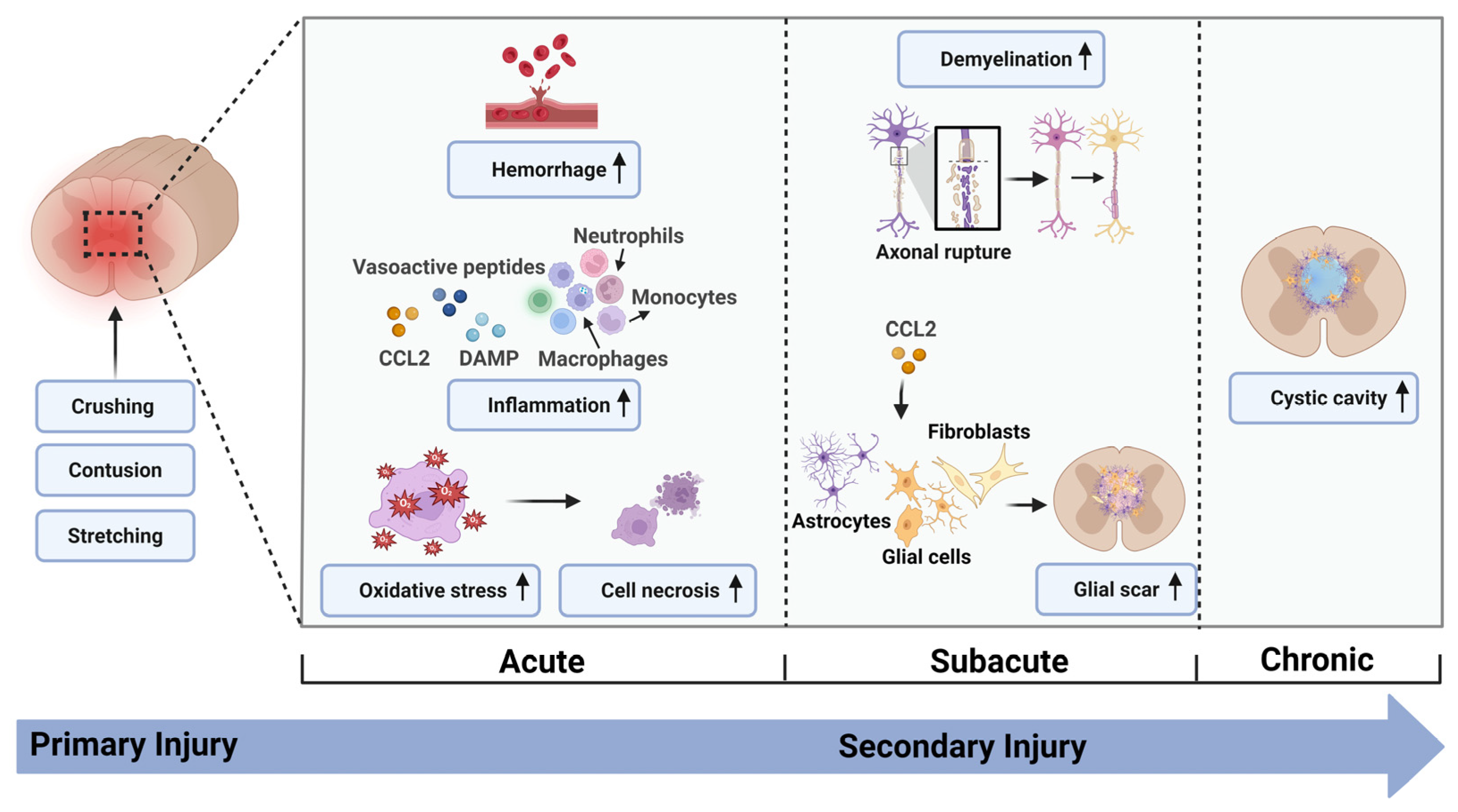 Biomedicines 13 01262 g001