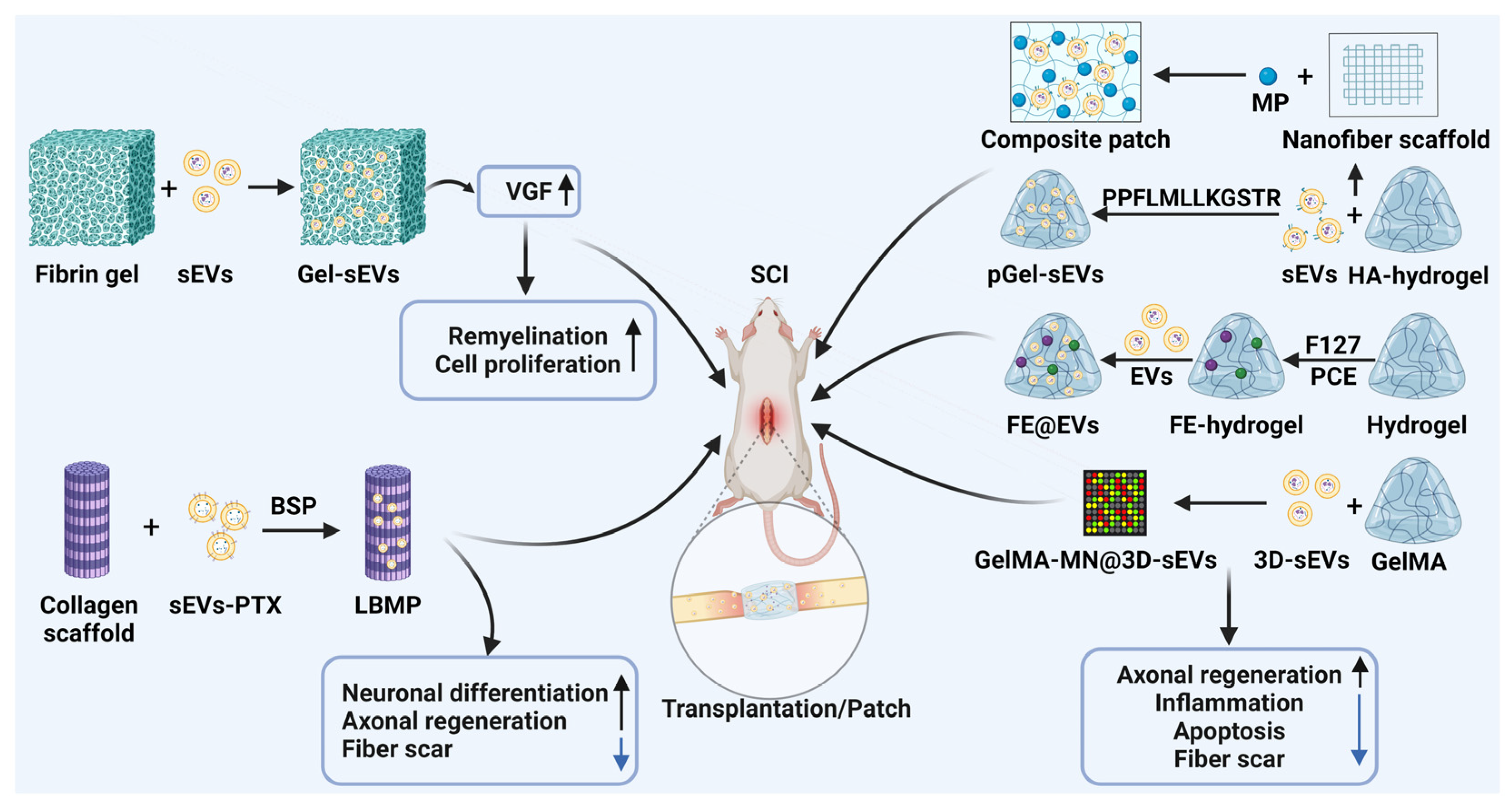 Biomedicines 13 01262 g003