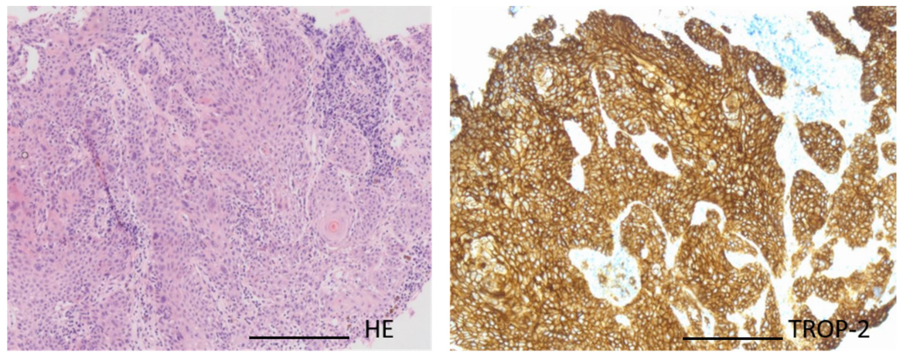 Biomedicines 13 01266 g002