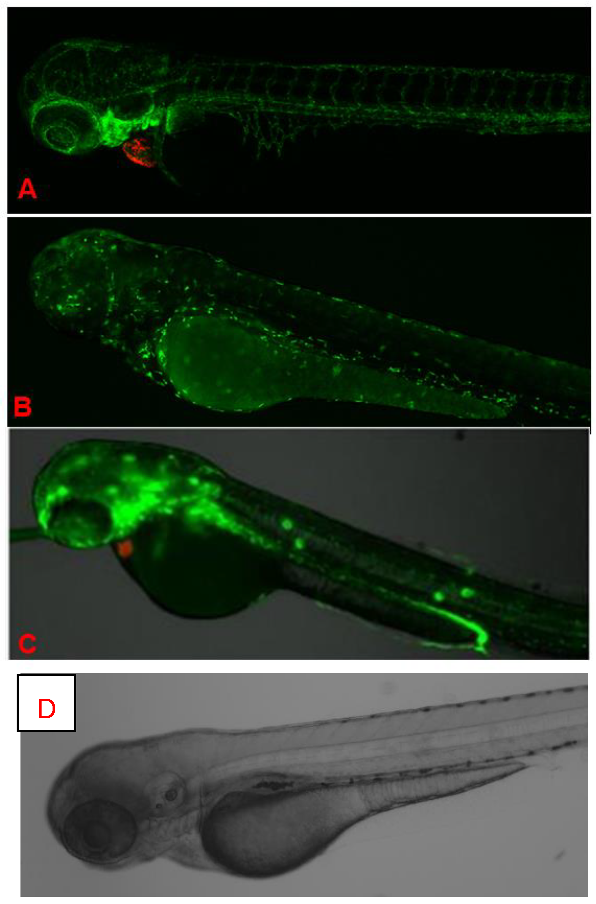Biomedicines 13 01267 g005