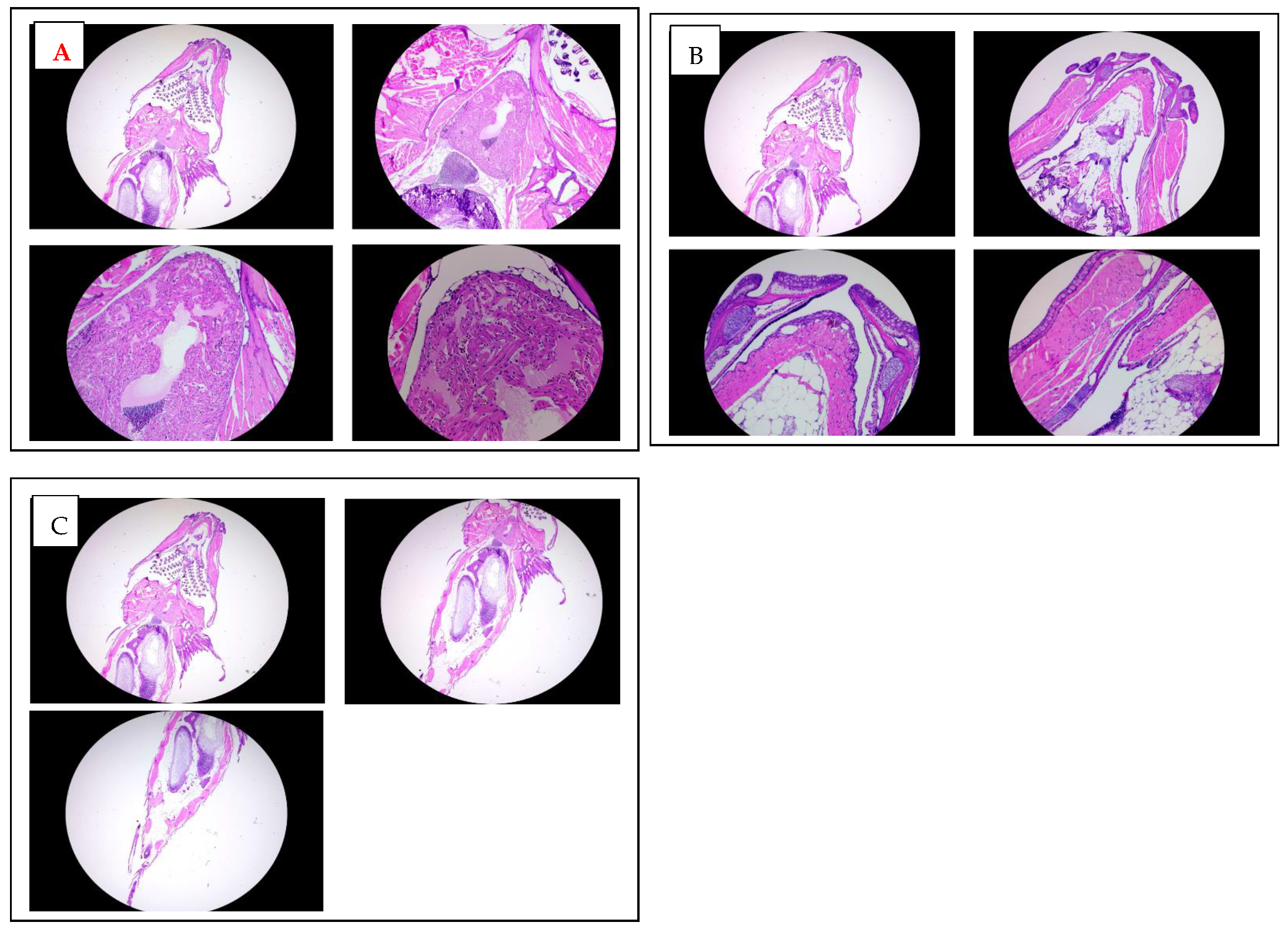 Biomedicines 13 01267 g006