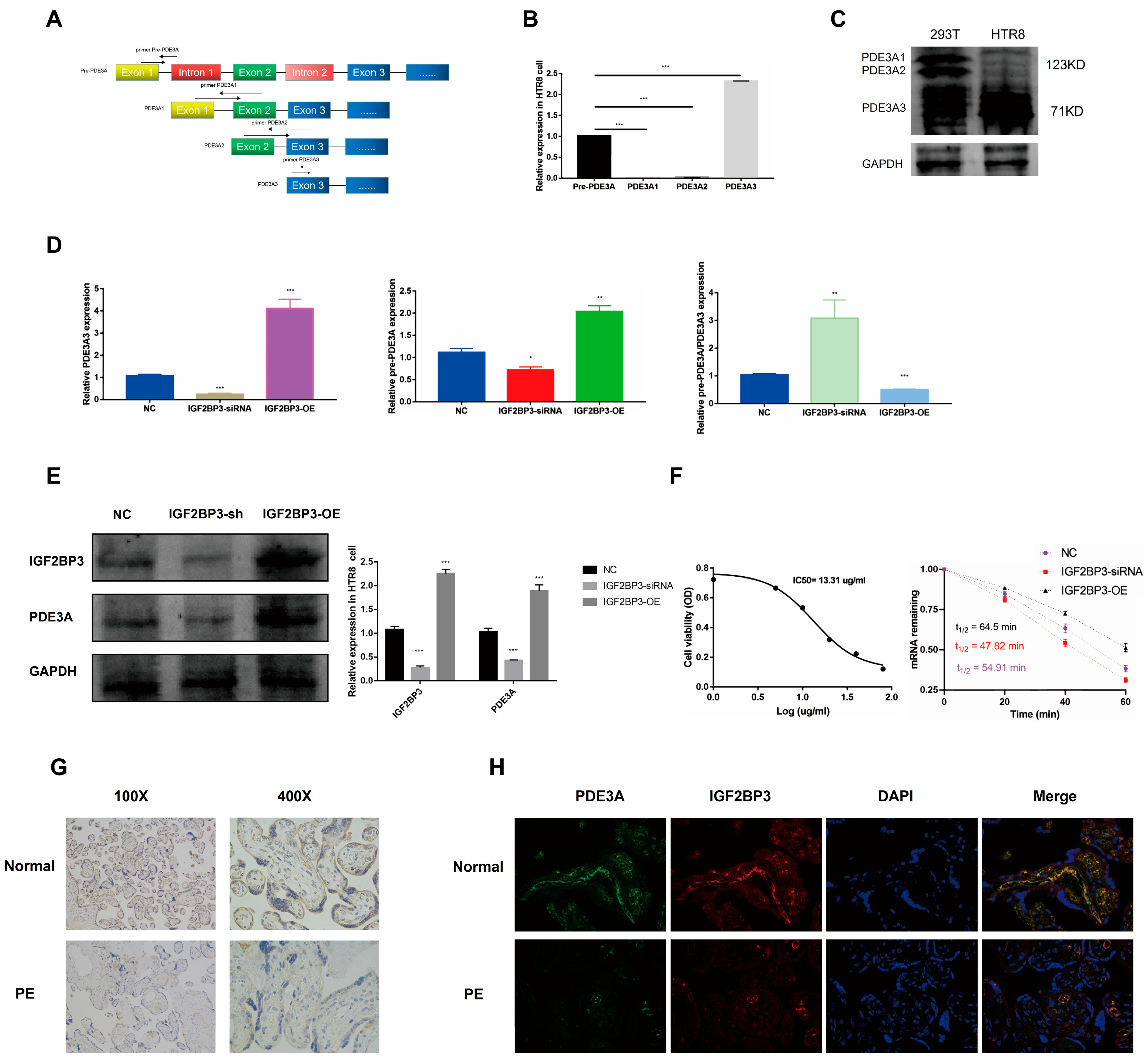 Biomedicines 13 01268 g005