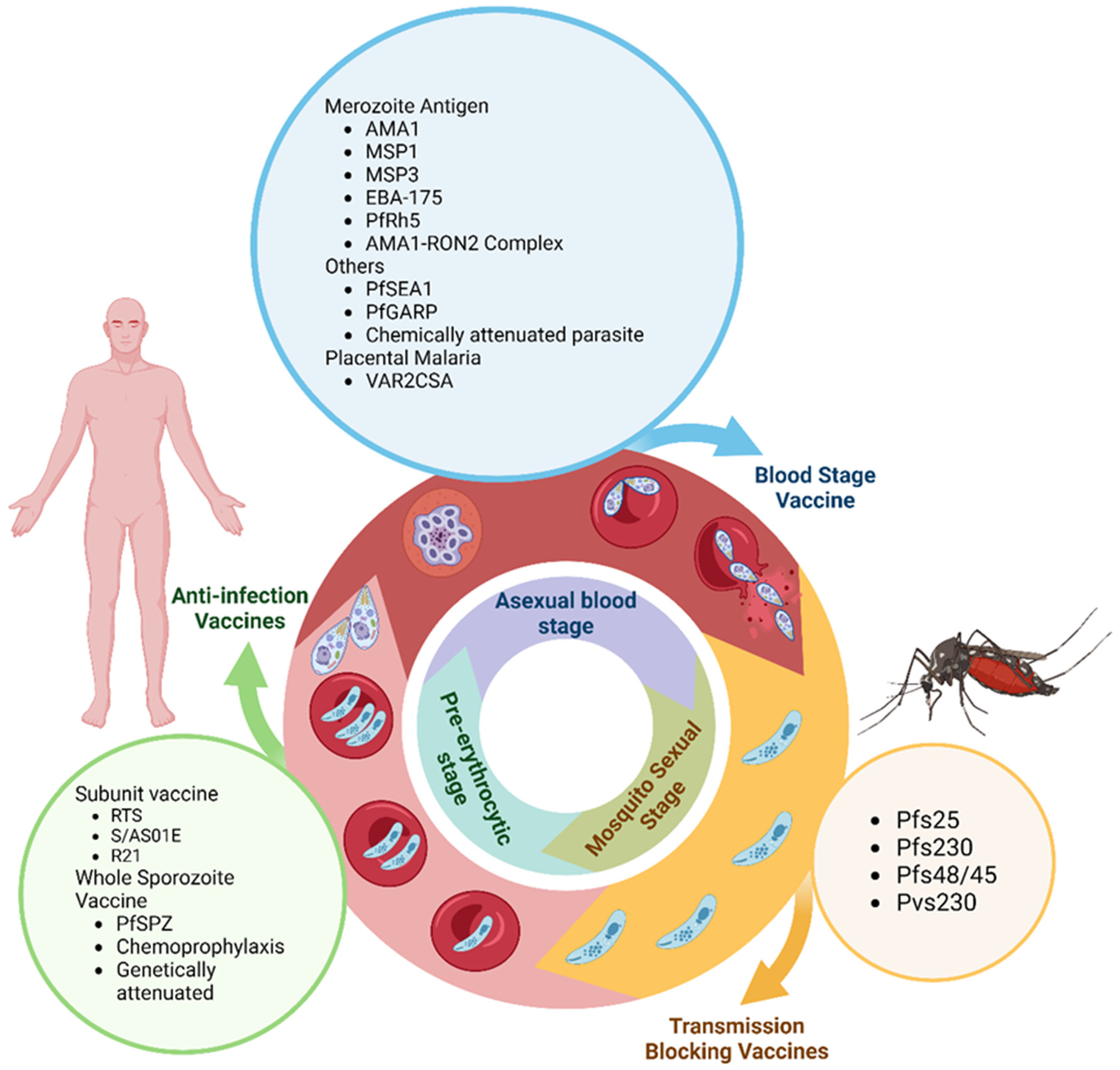 Biomedicines 13 01270 g002