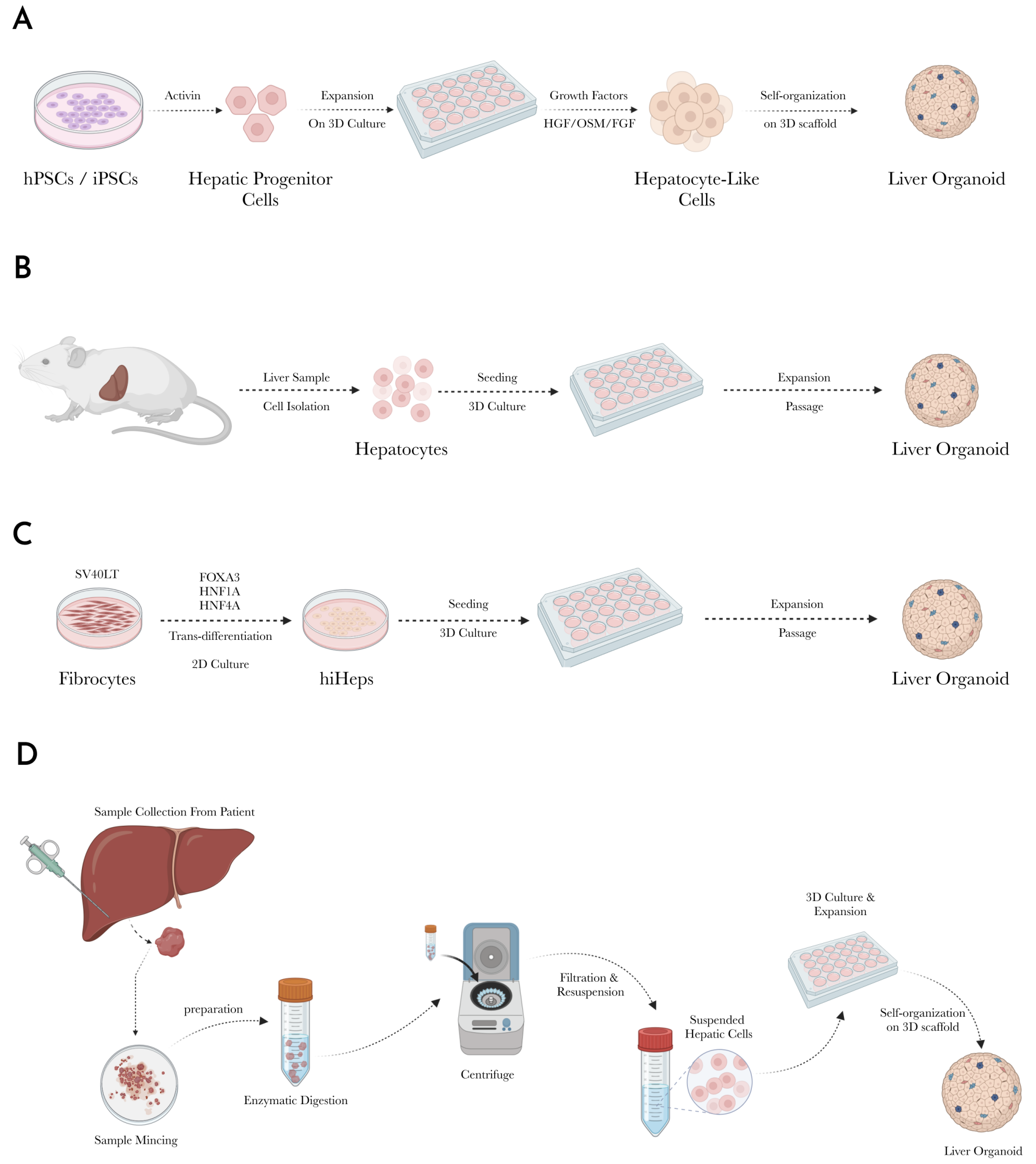 Biomedicines 13 01272 g002