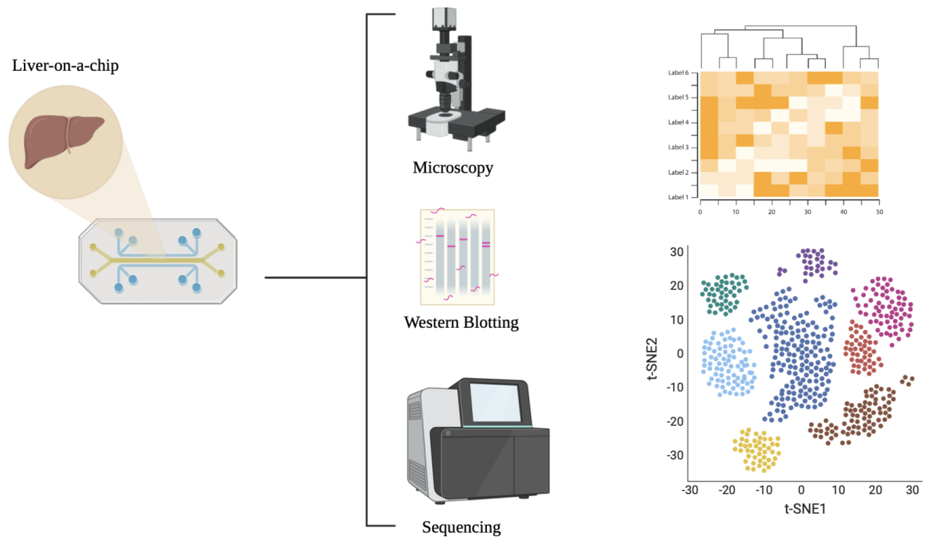 Biomedicines 13 01272 g005