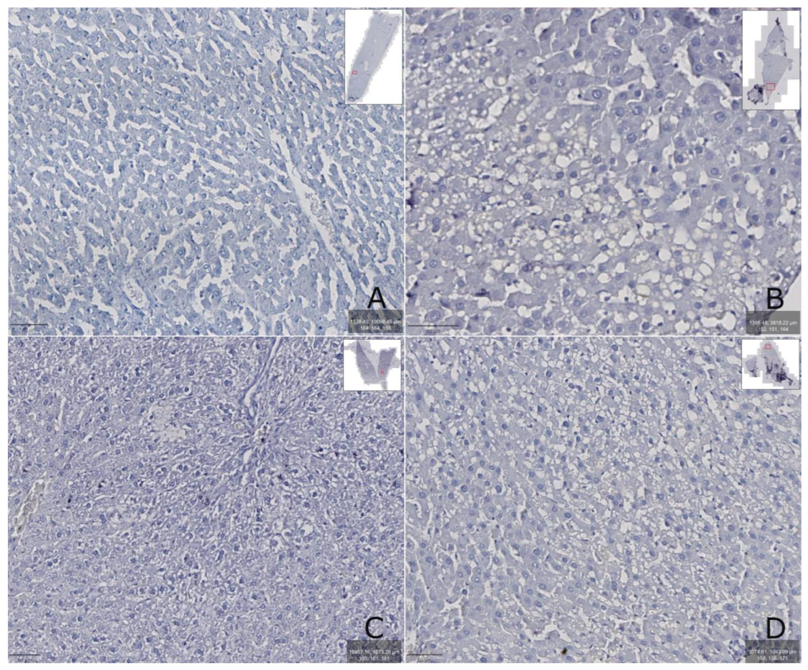 Biomedicines 13 01276 g006 Biomedicines 13 01276 g006