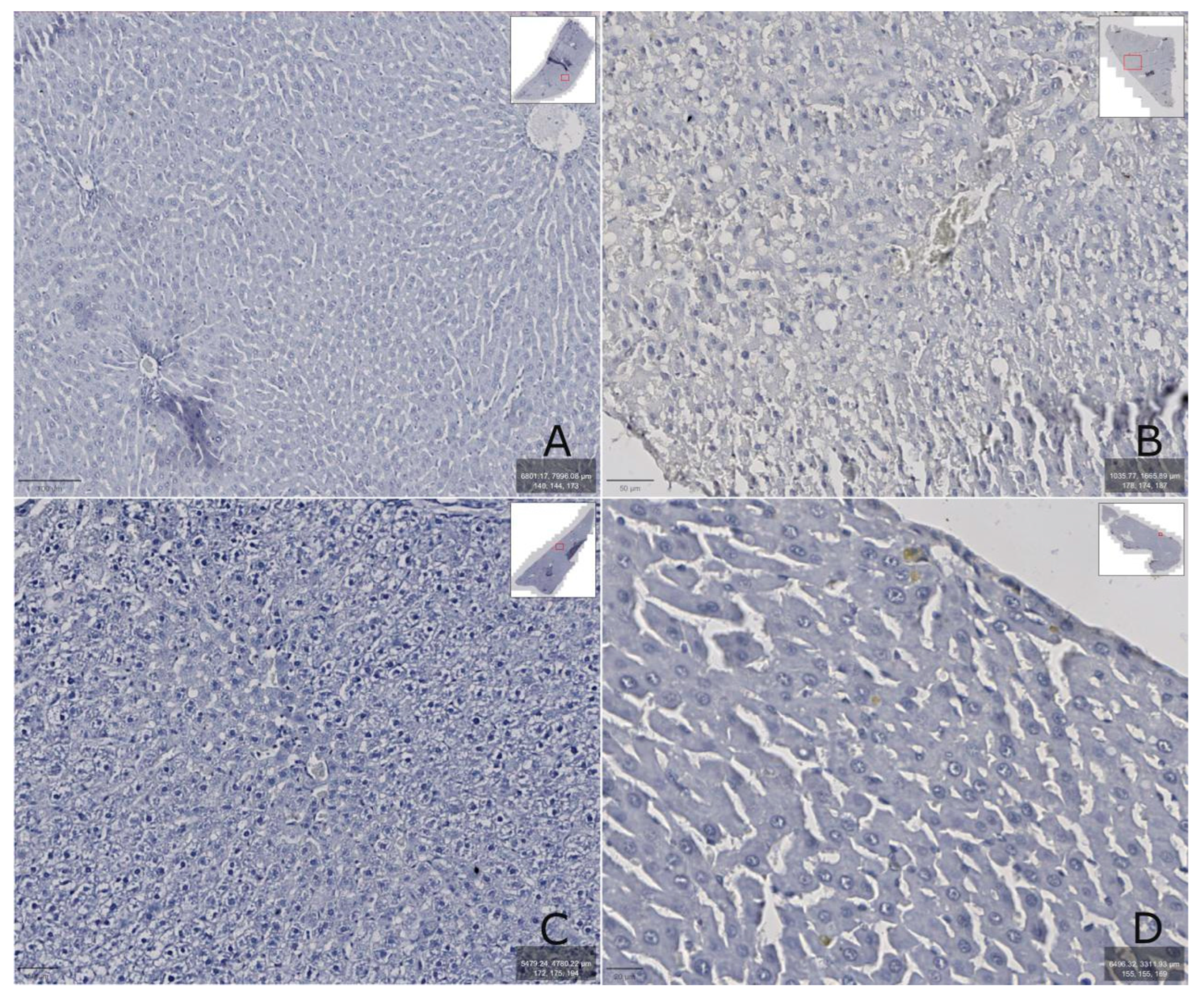 Biomedicines 13 01276 g007 Biomedicines 13 01276 g007