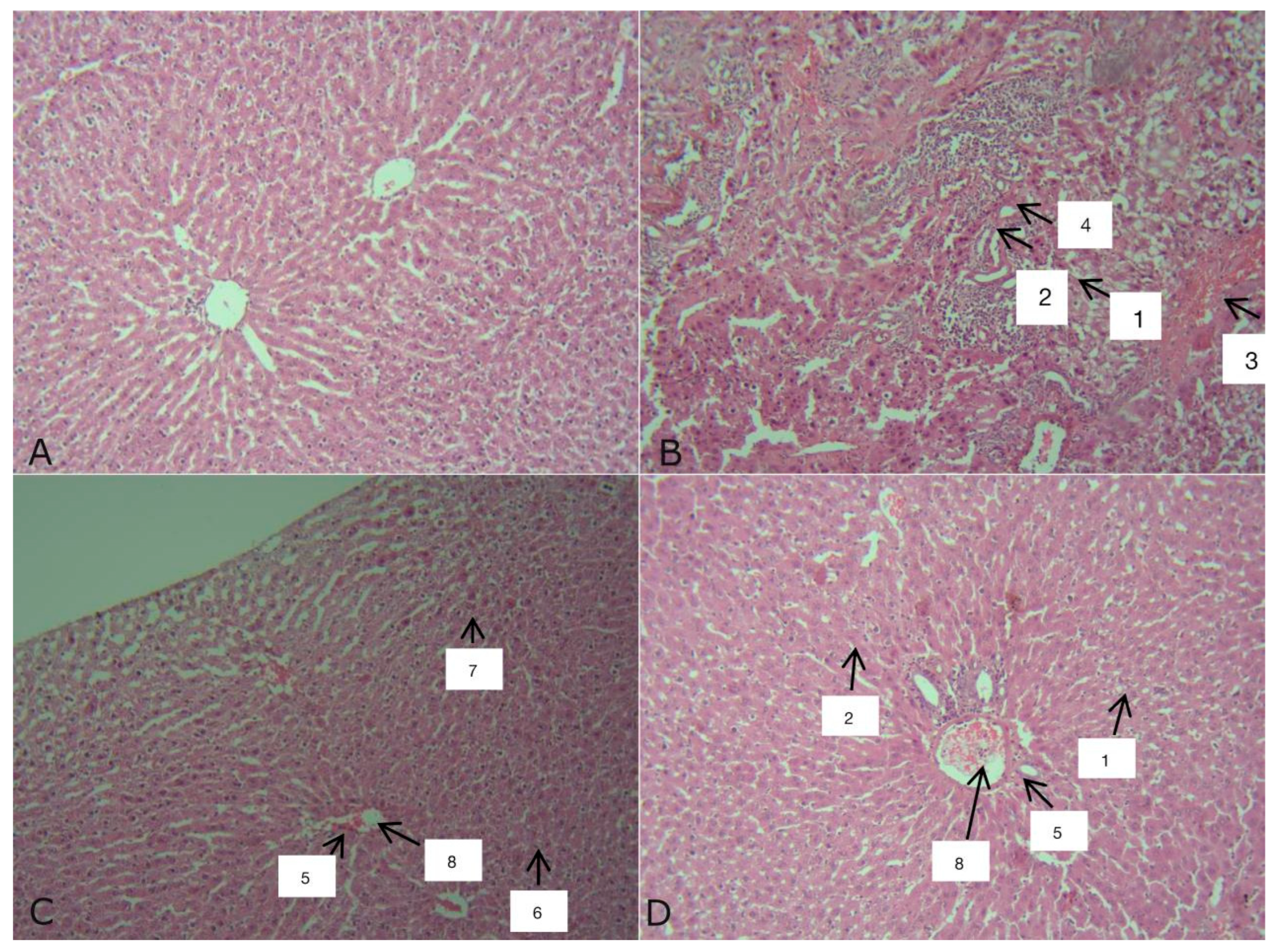Biomedicines 13 01276 g008 Biomedicines 13 01276 g008