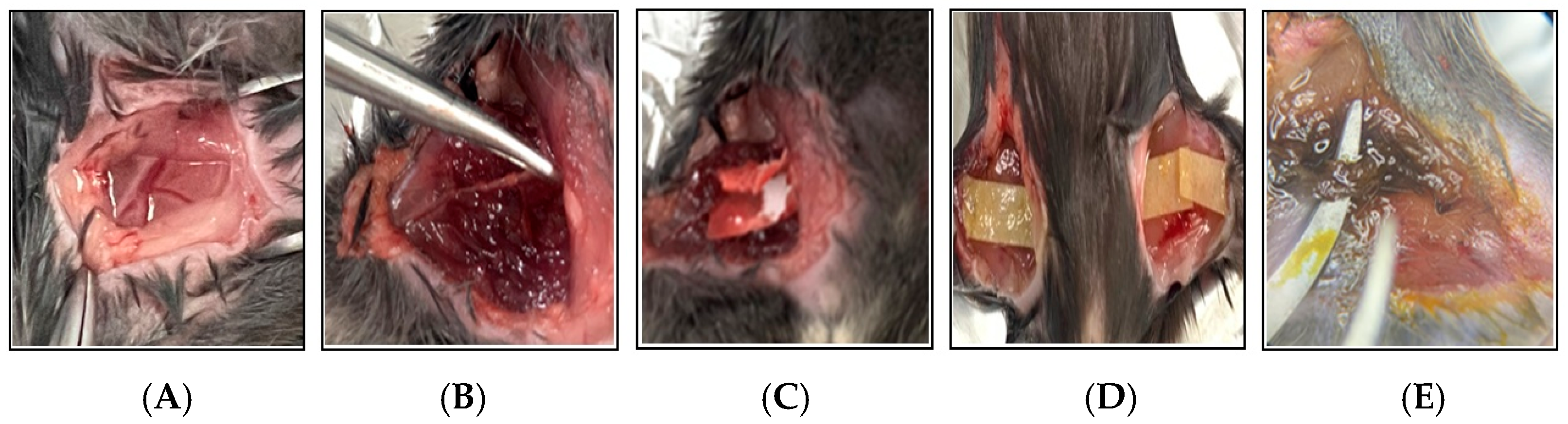 Biomedicines 13 01284 g002