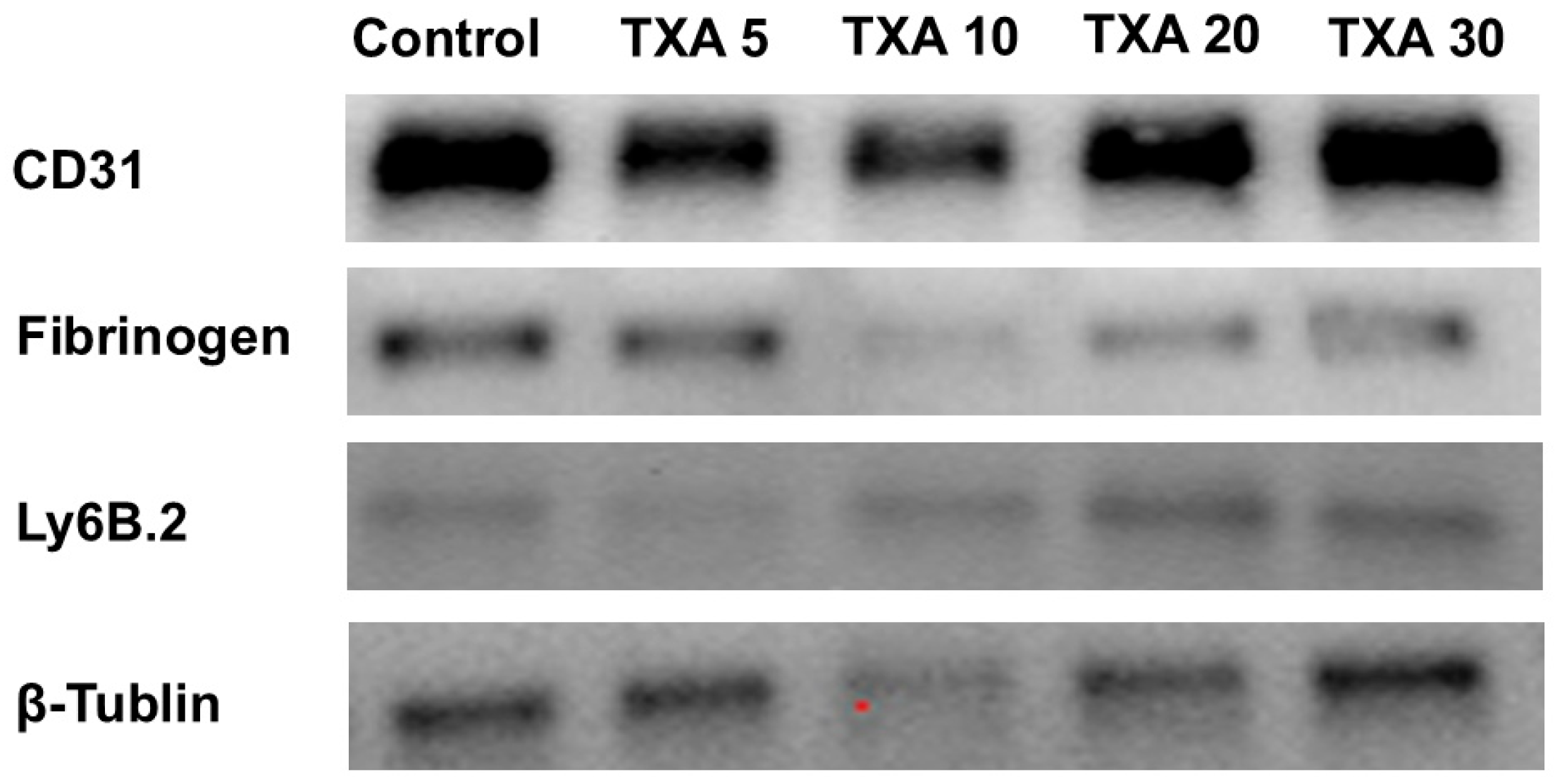 Biomedicines 13 01284 g015