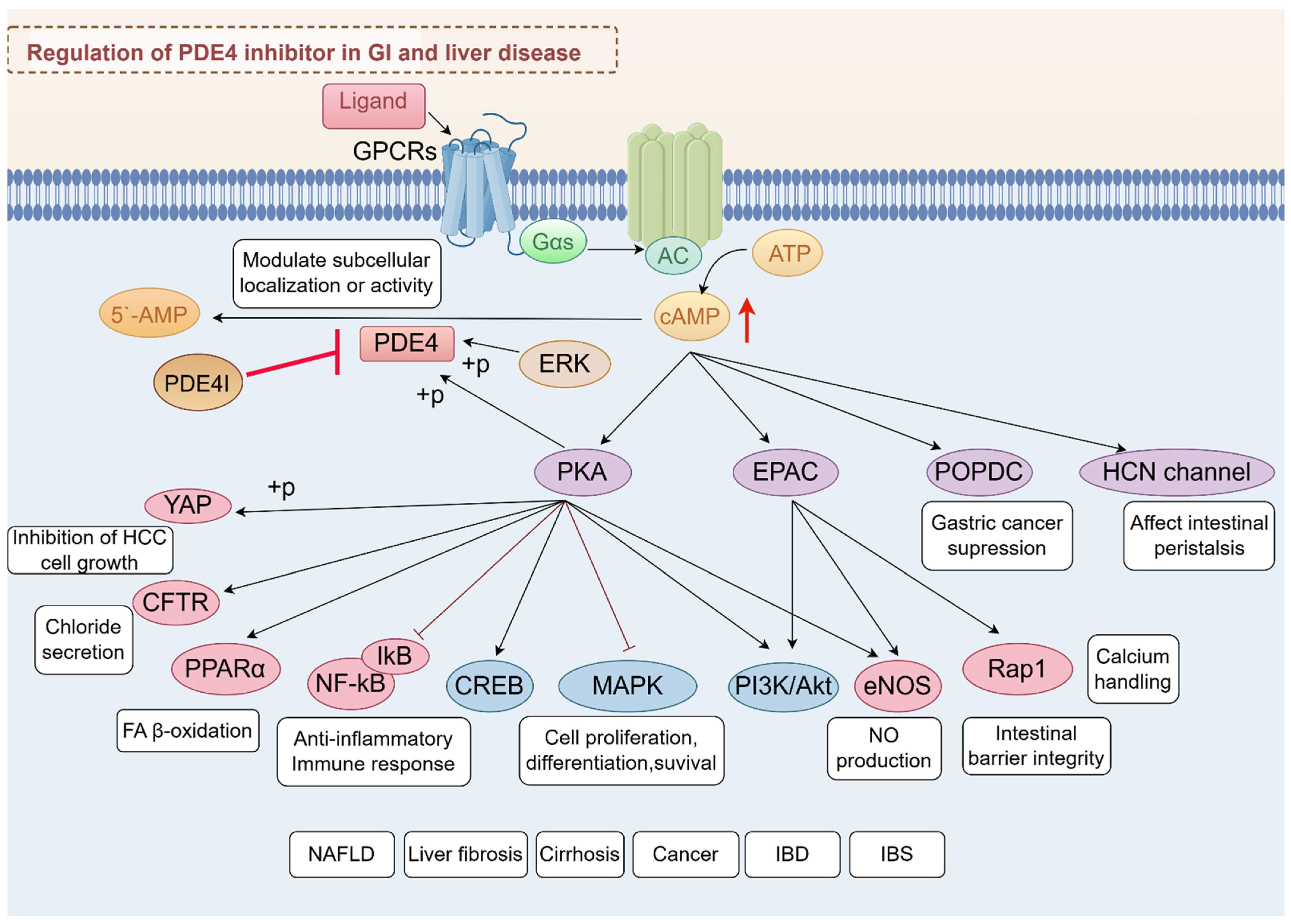 Biomedicines 13 01285 g002