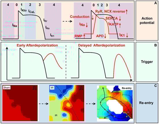 Biomedicines 13 01290 g001