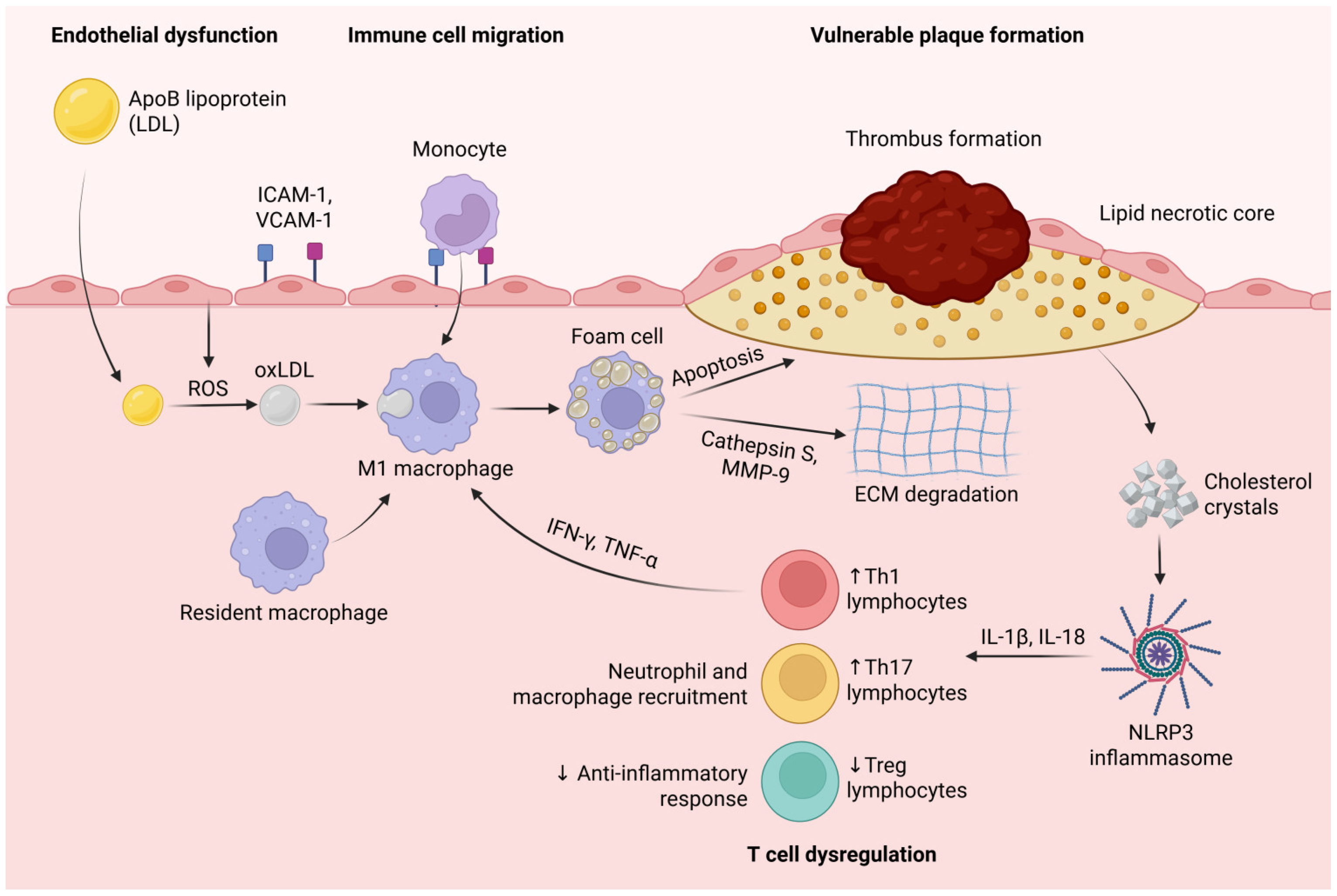 Biomedicines 13 01291 g002