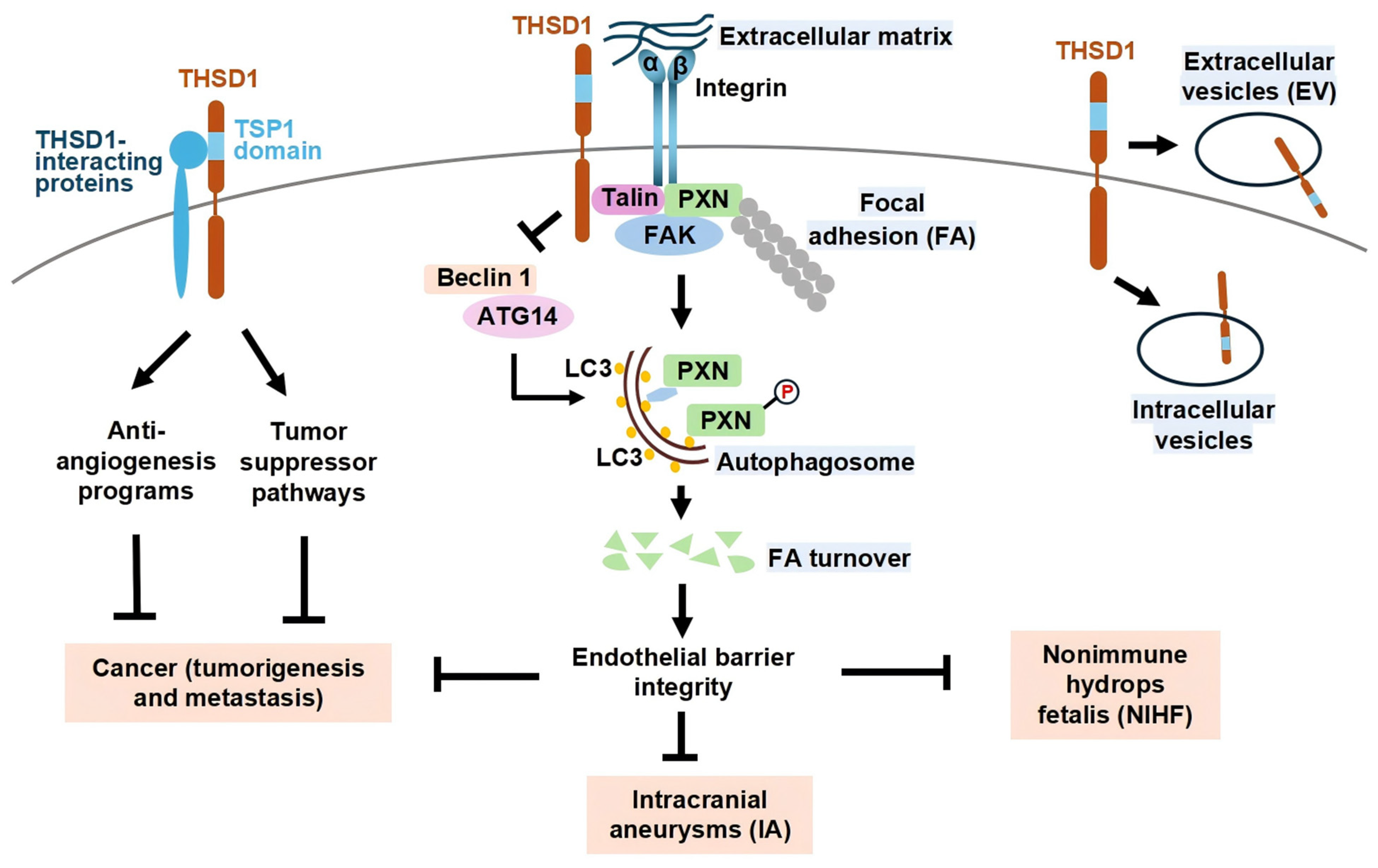 Biomedicines 13 01292 g001