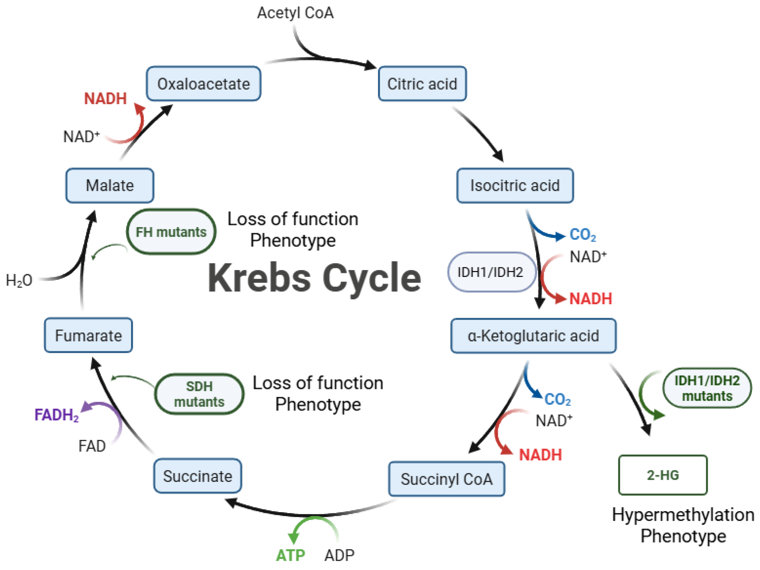 Biomedicines 13 01298 g001