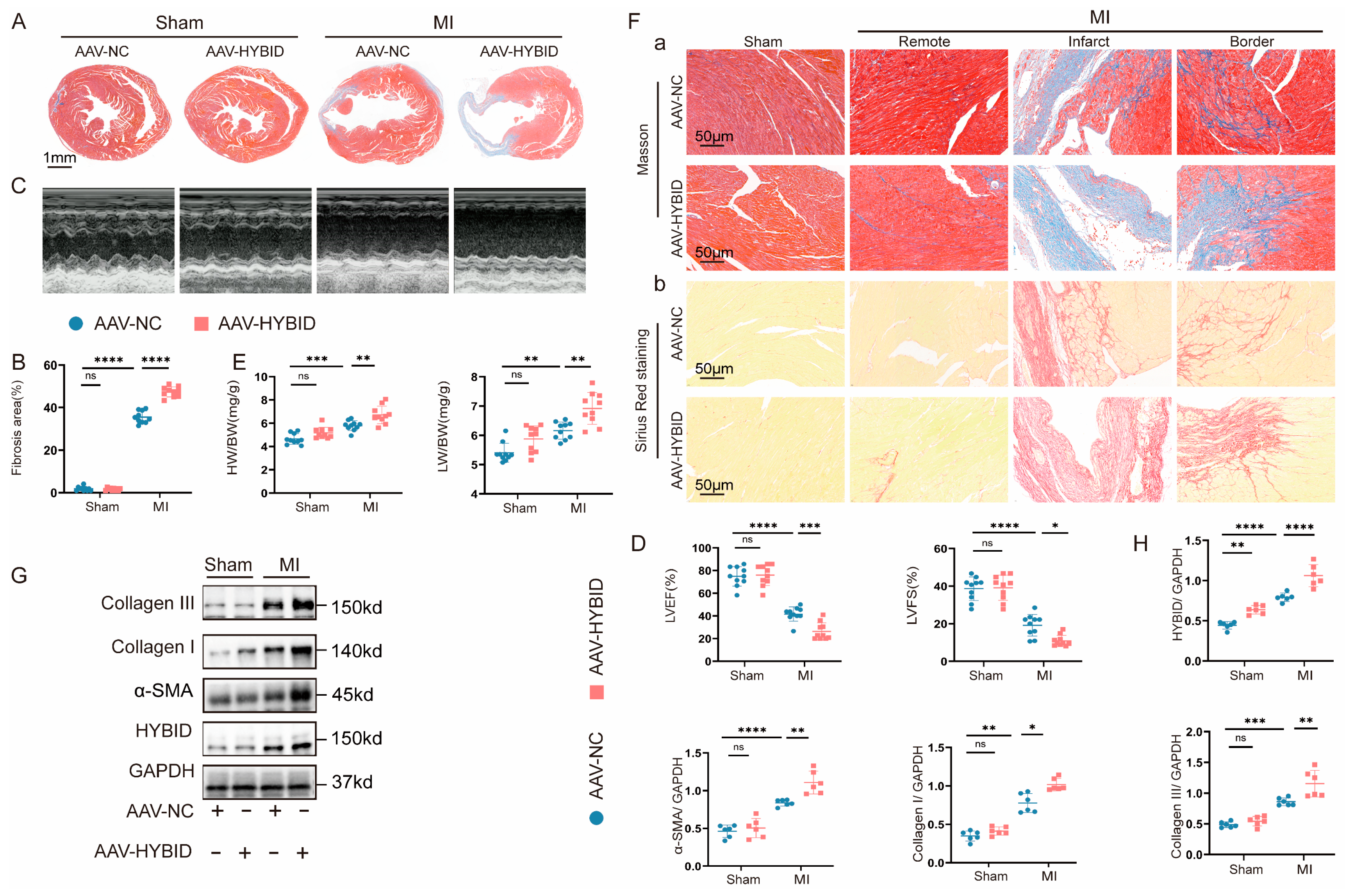 Biomedicines 13 01302 g003 Biomedicines 13 01302 g003