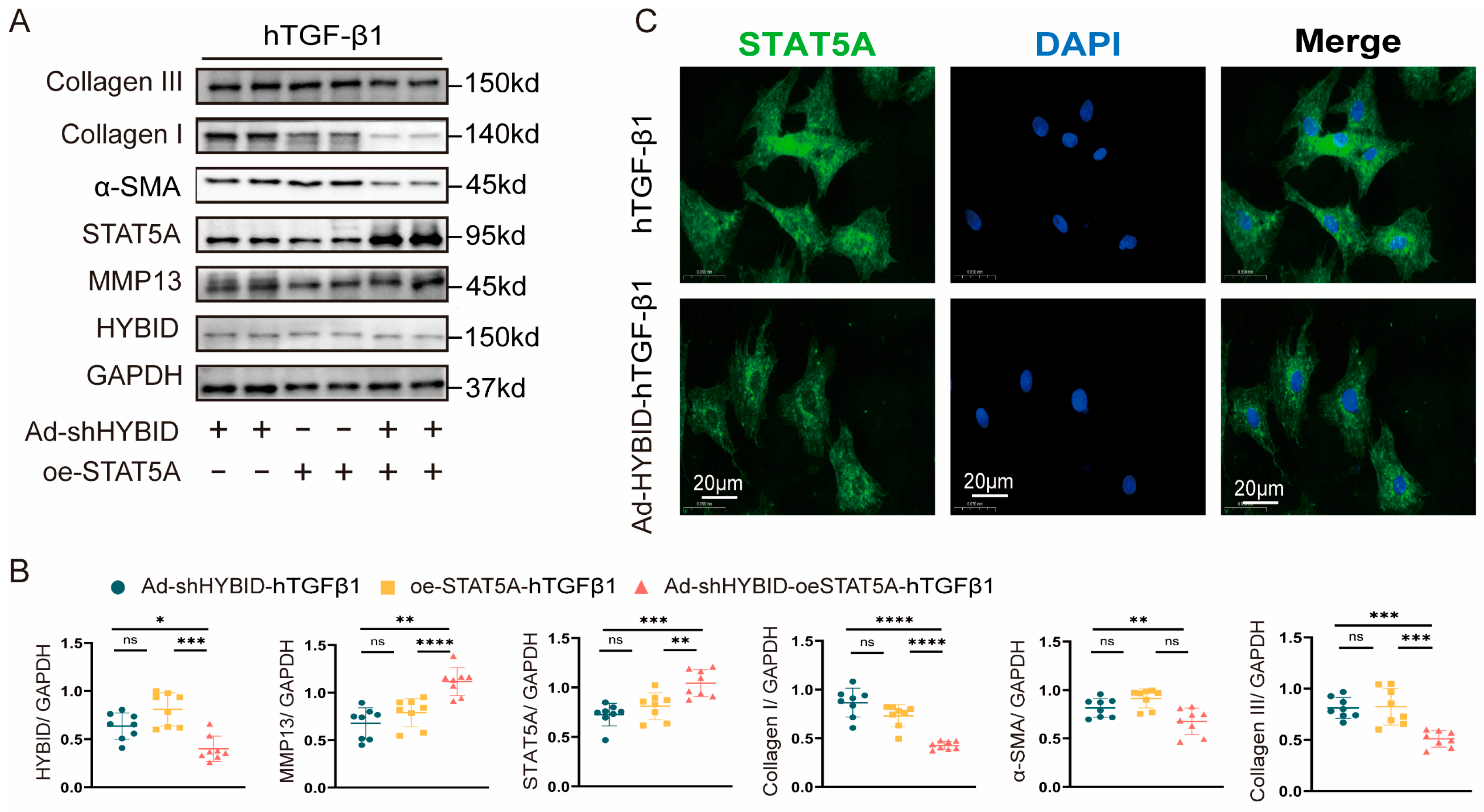Biomedicines 13 01302 g009 Biomedicines 13 01302 g009