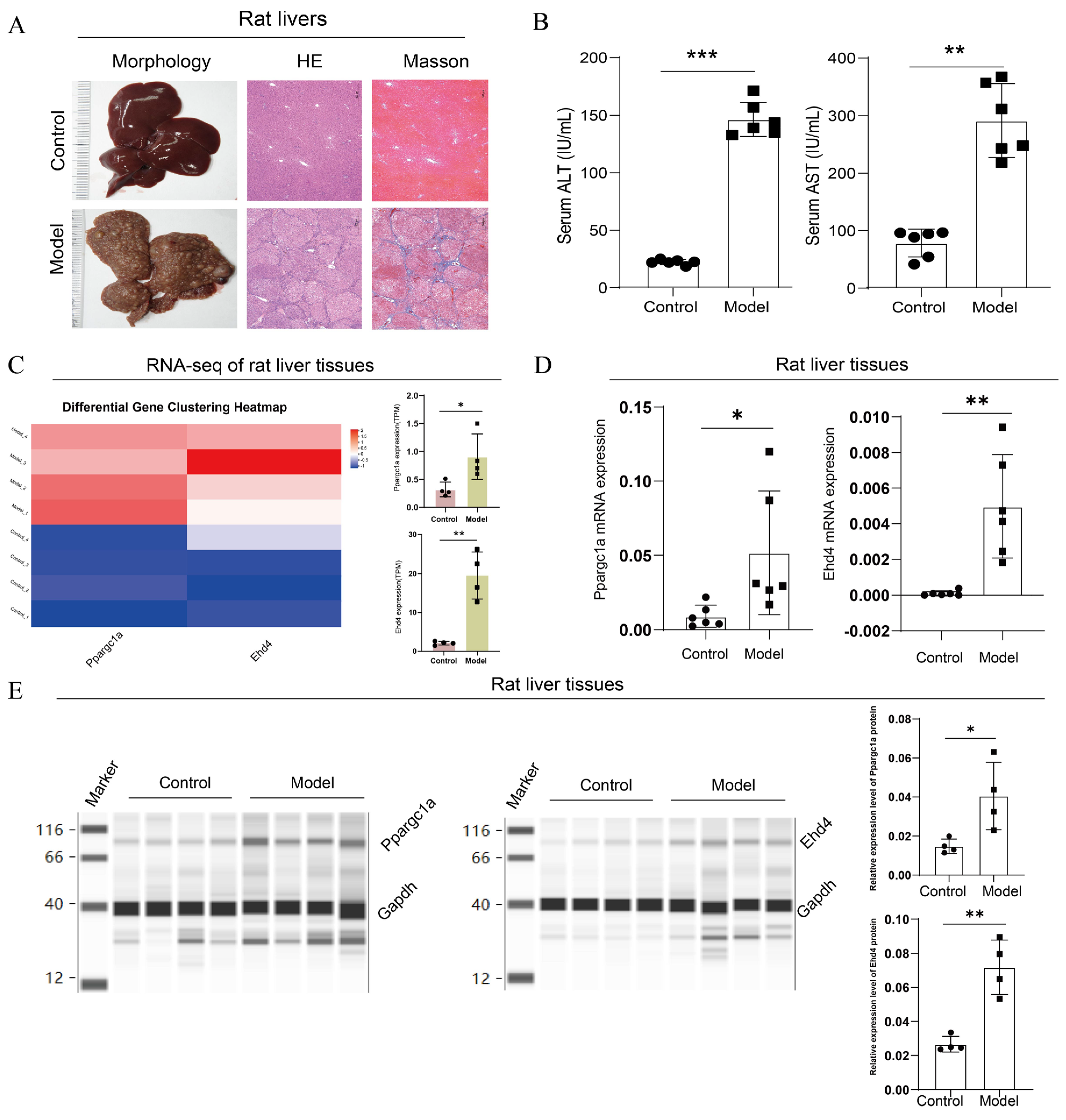 Biomedicines 13 01313 g009
