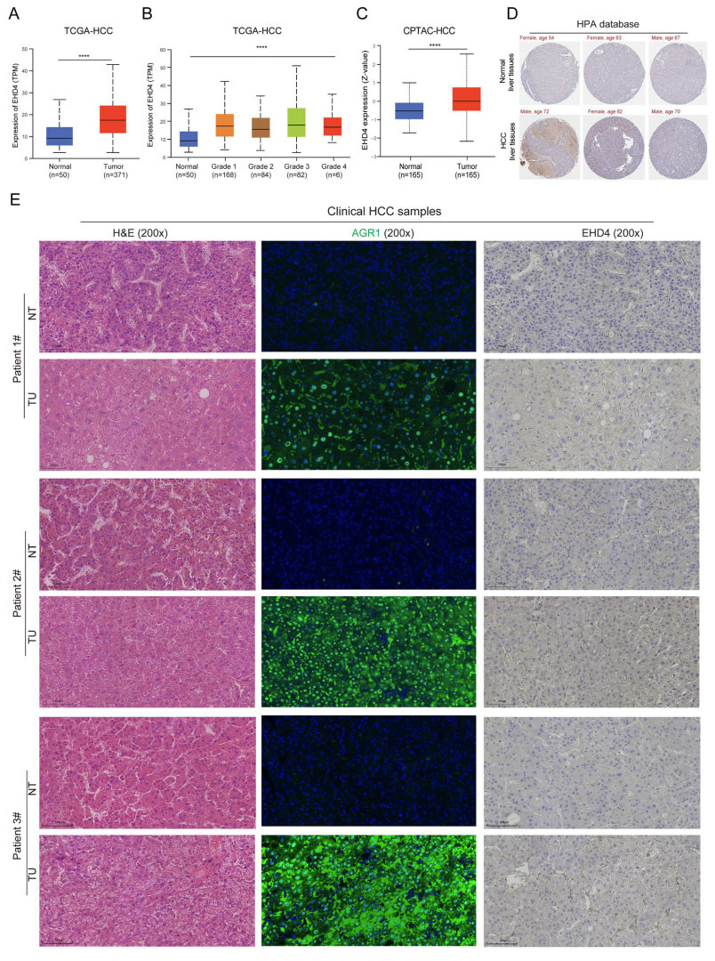 Biomedicines 13 01313 g010