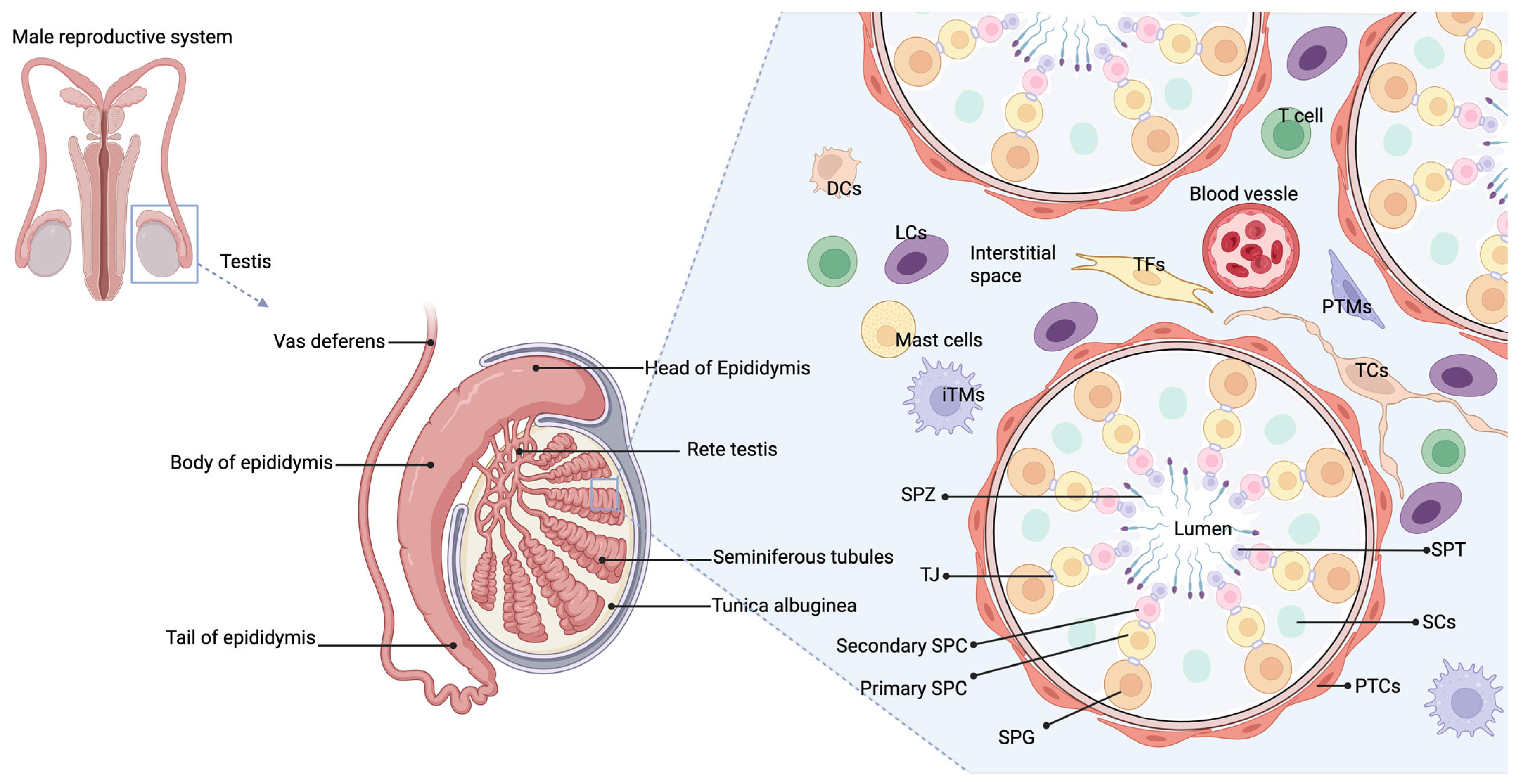Biomedicines 13 01314 g001