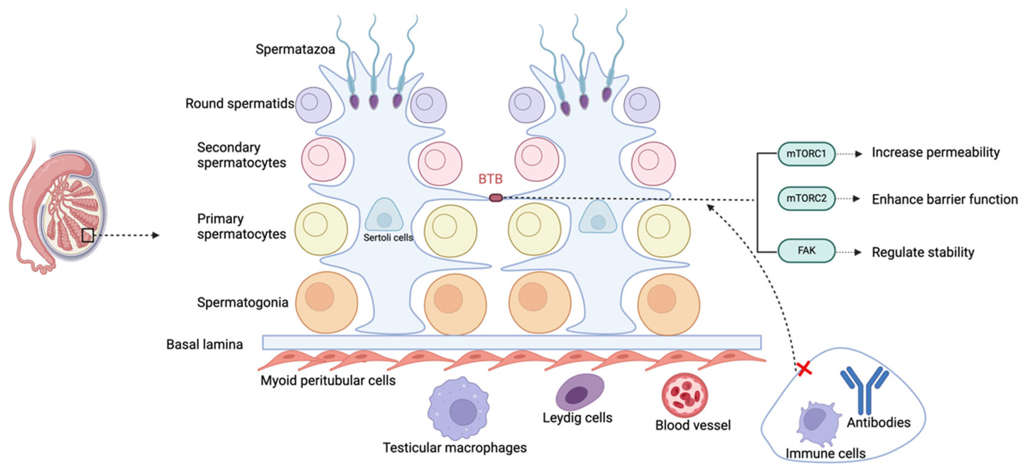Biomedicines 13 01314 g002