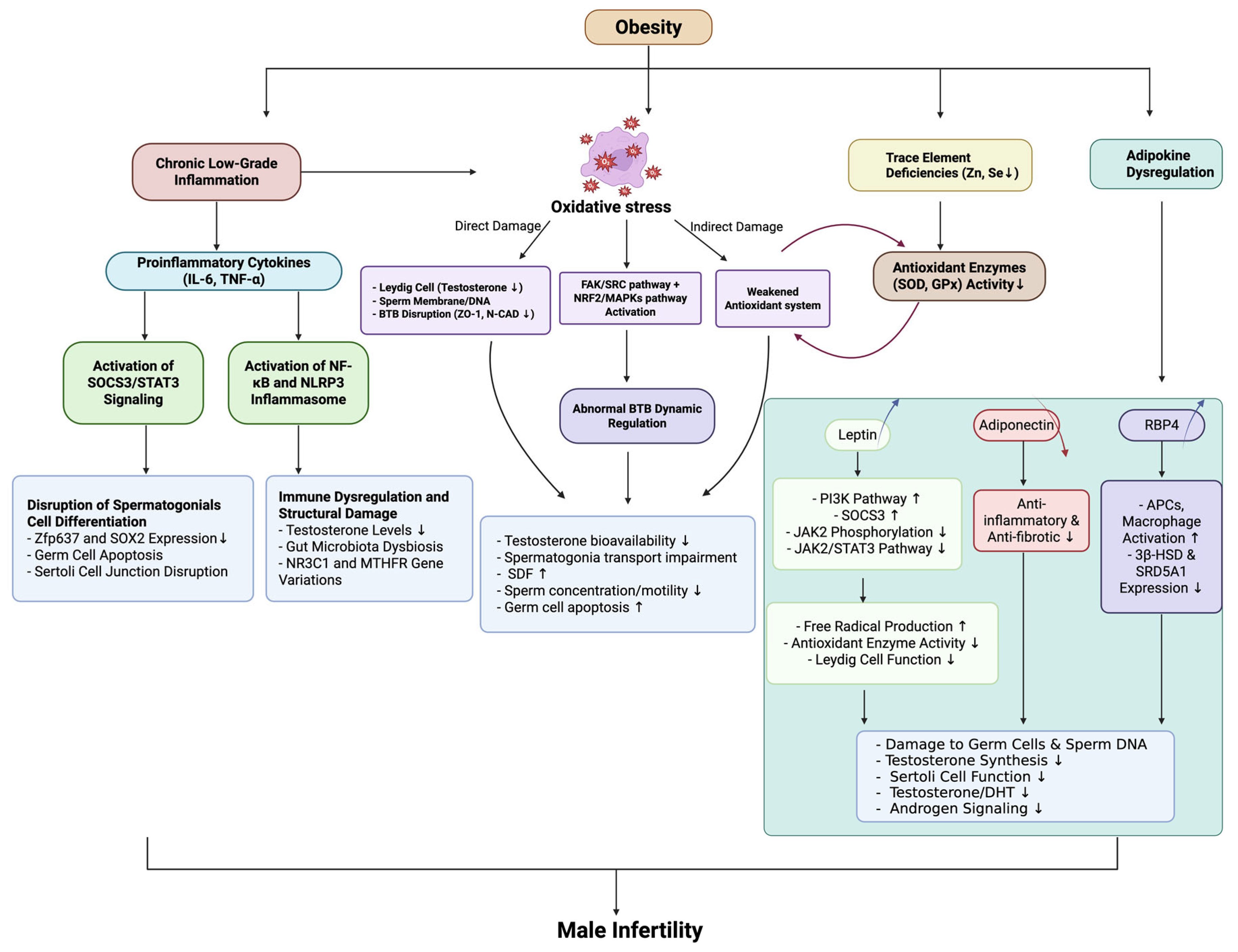 Biomedicines 13 01314 g003