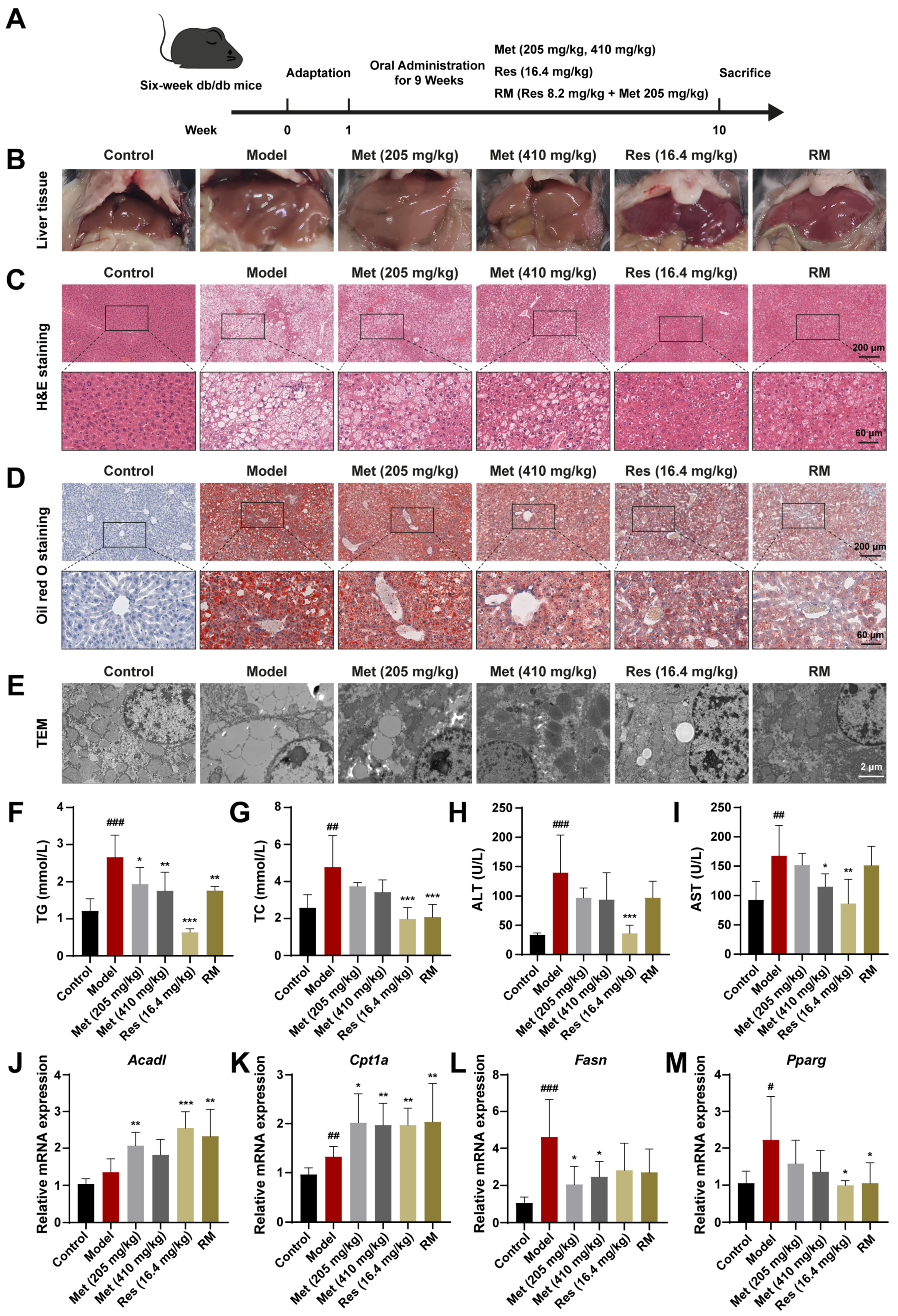 Biomedicines 13 01315 g003