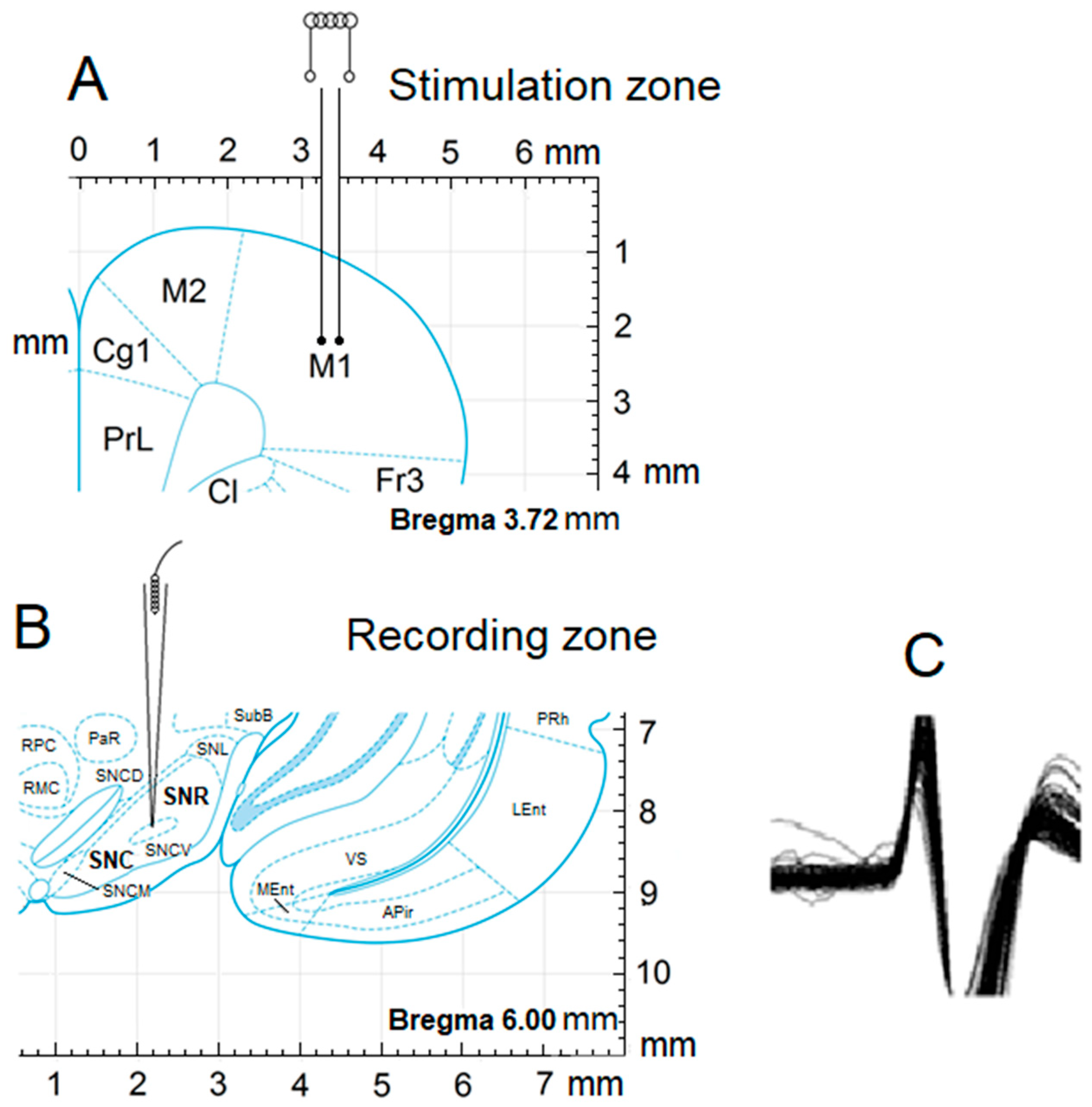 Biomedicines 13 01317 g001 Biomedicines 13 01317 g001