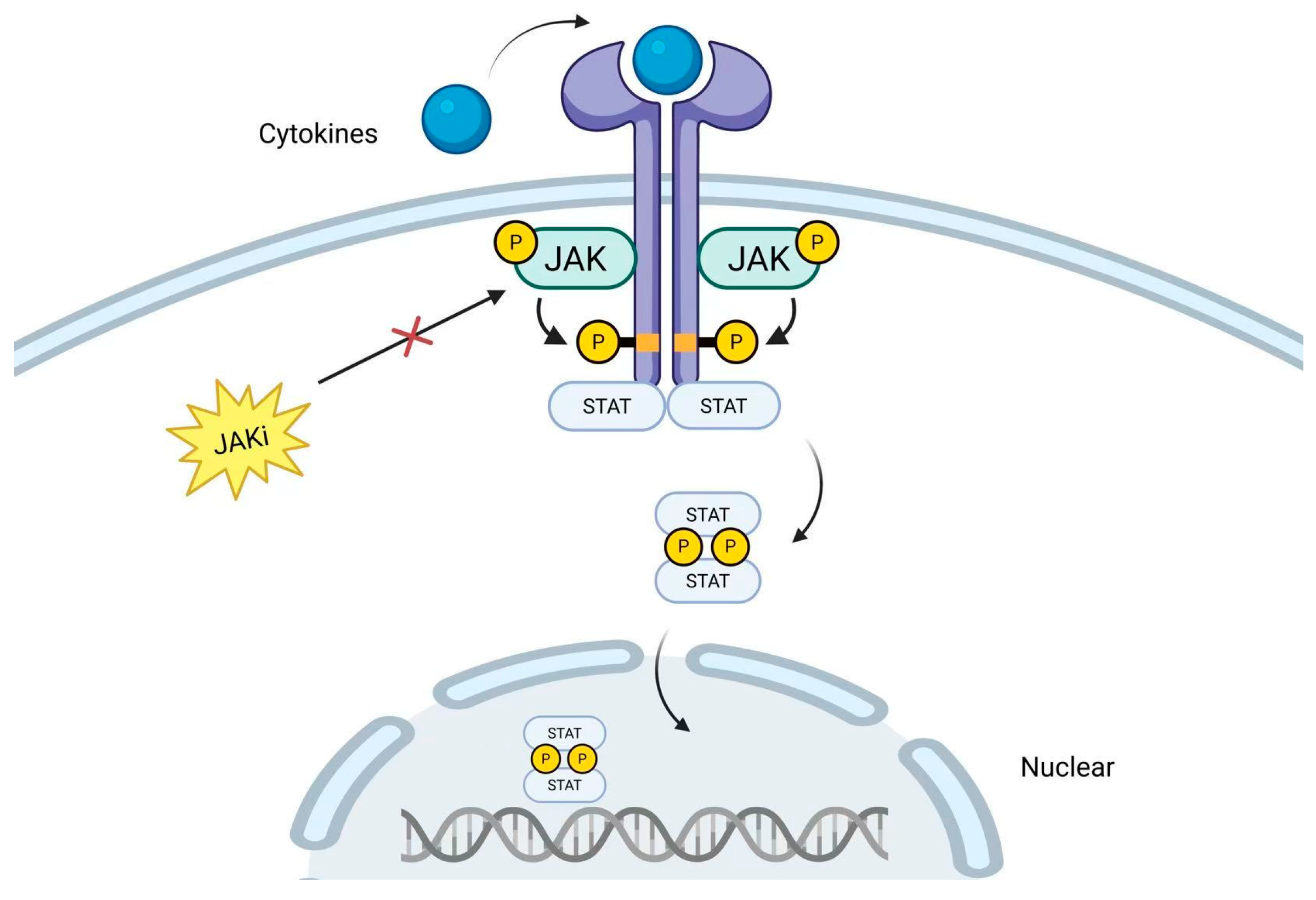 Biomedicines 13 01325 g001 Biomedicines 13 01325 g001