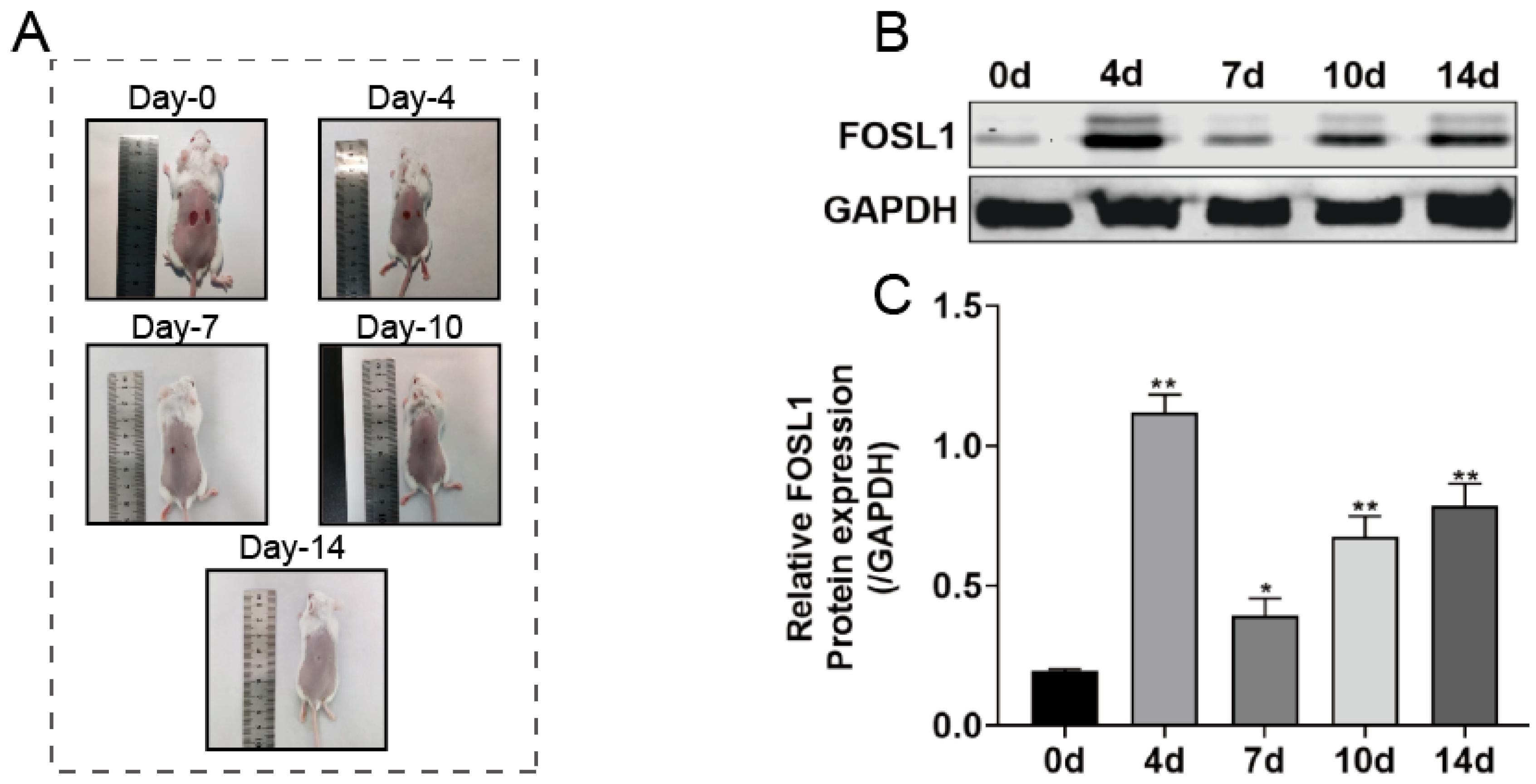 Biomedicines 13 01330 g002
