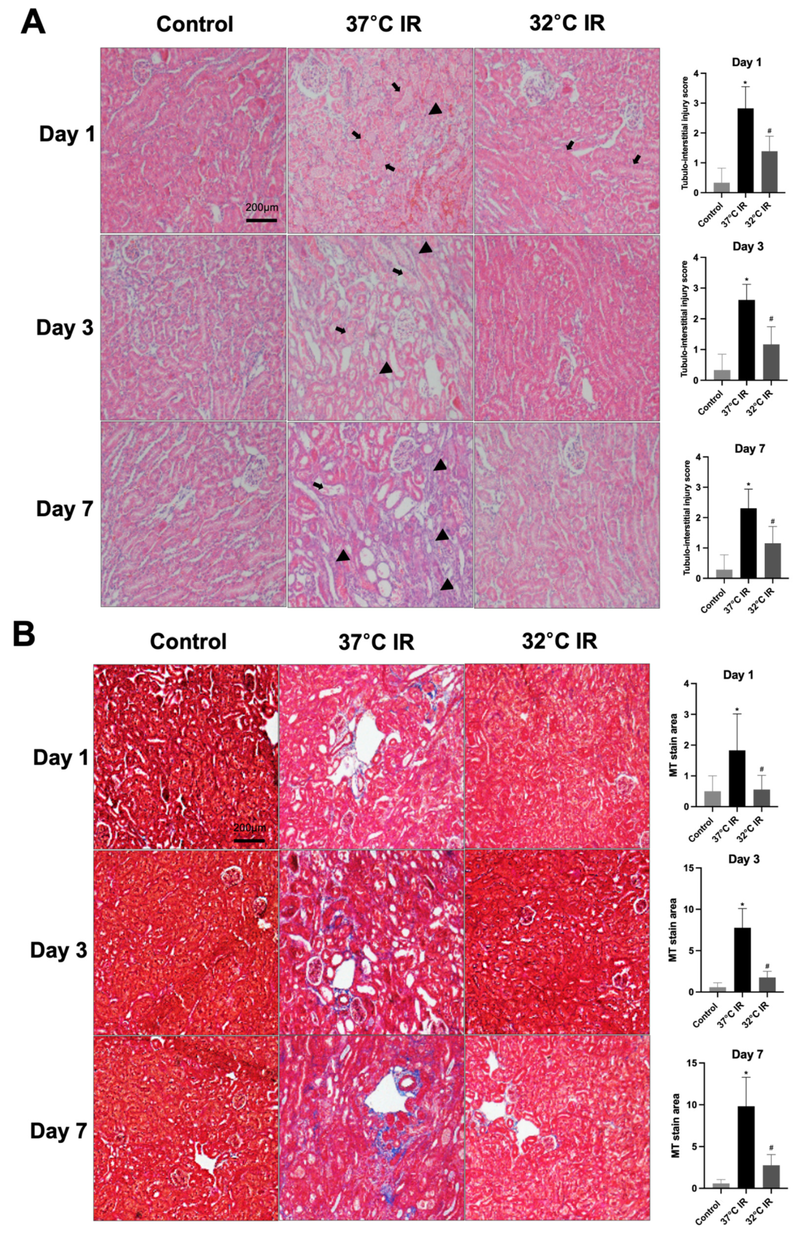Biomedicines 13 01337 g003