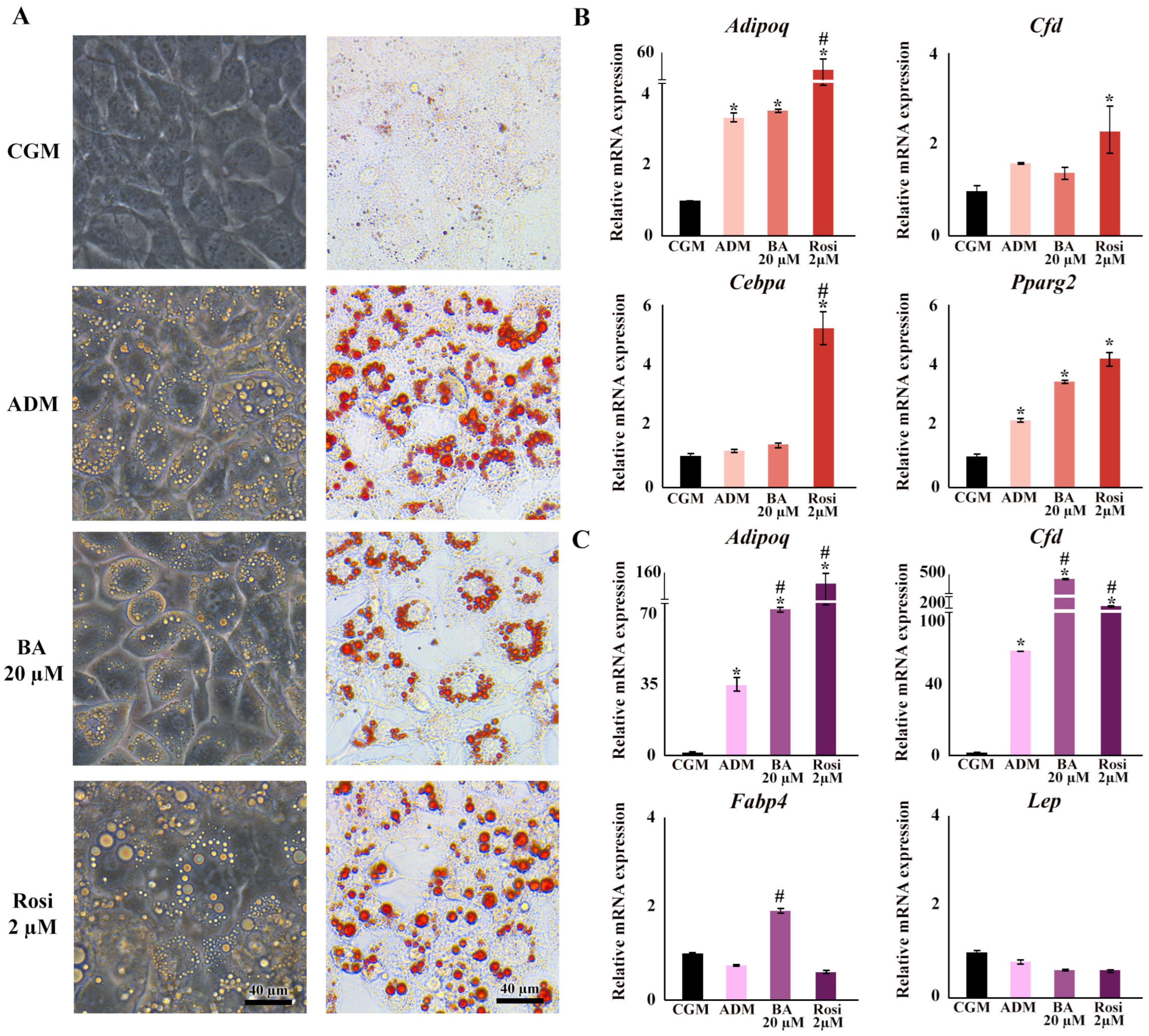 Biomedicines 13 01340 g003