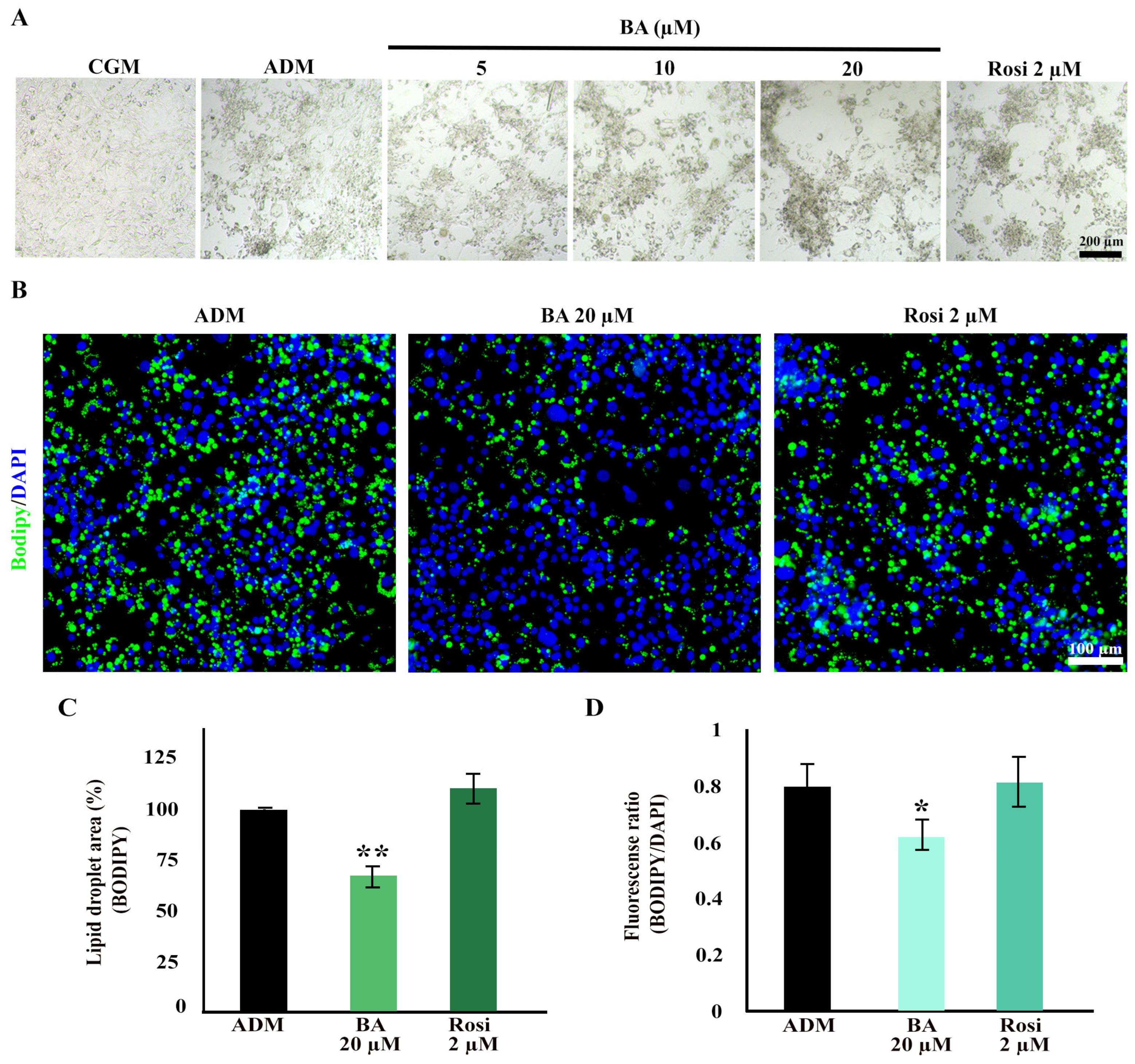 Biomedicines 13 01340 g004