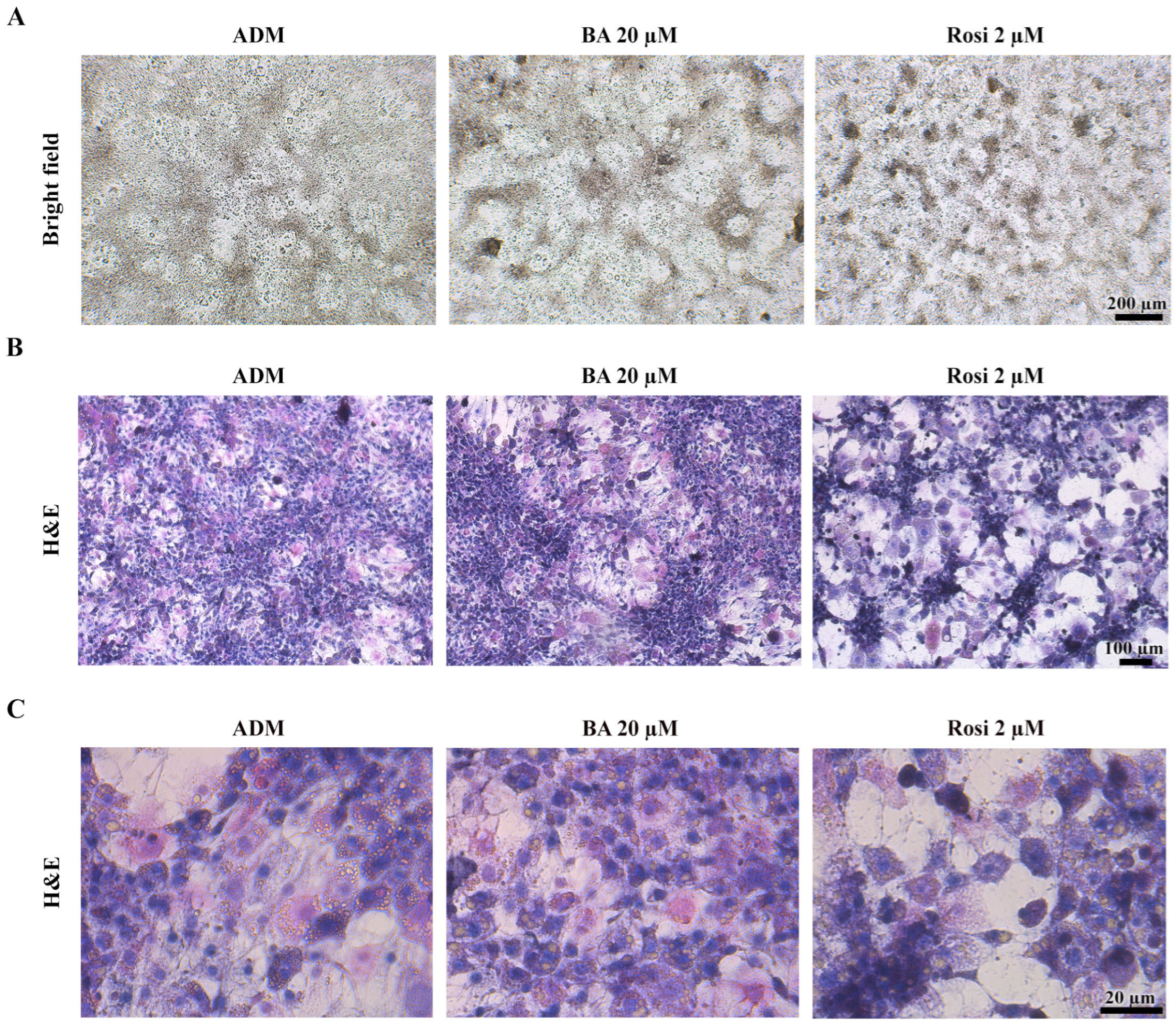 Biomedicines 13 01340 g005