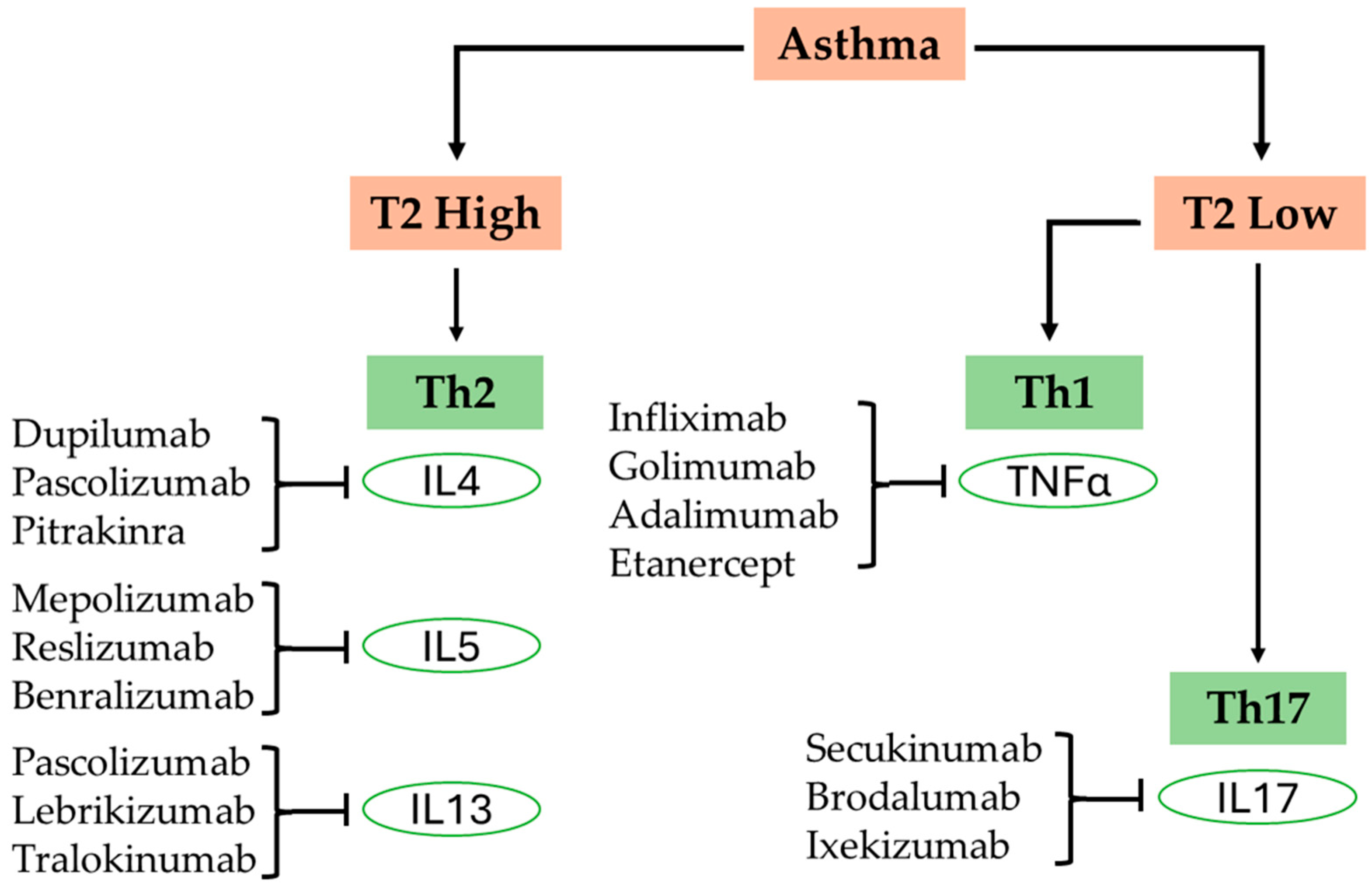 Biomedicines 13 01342 g001