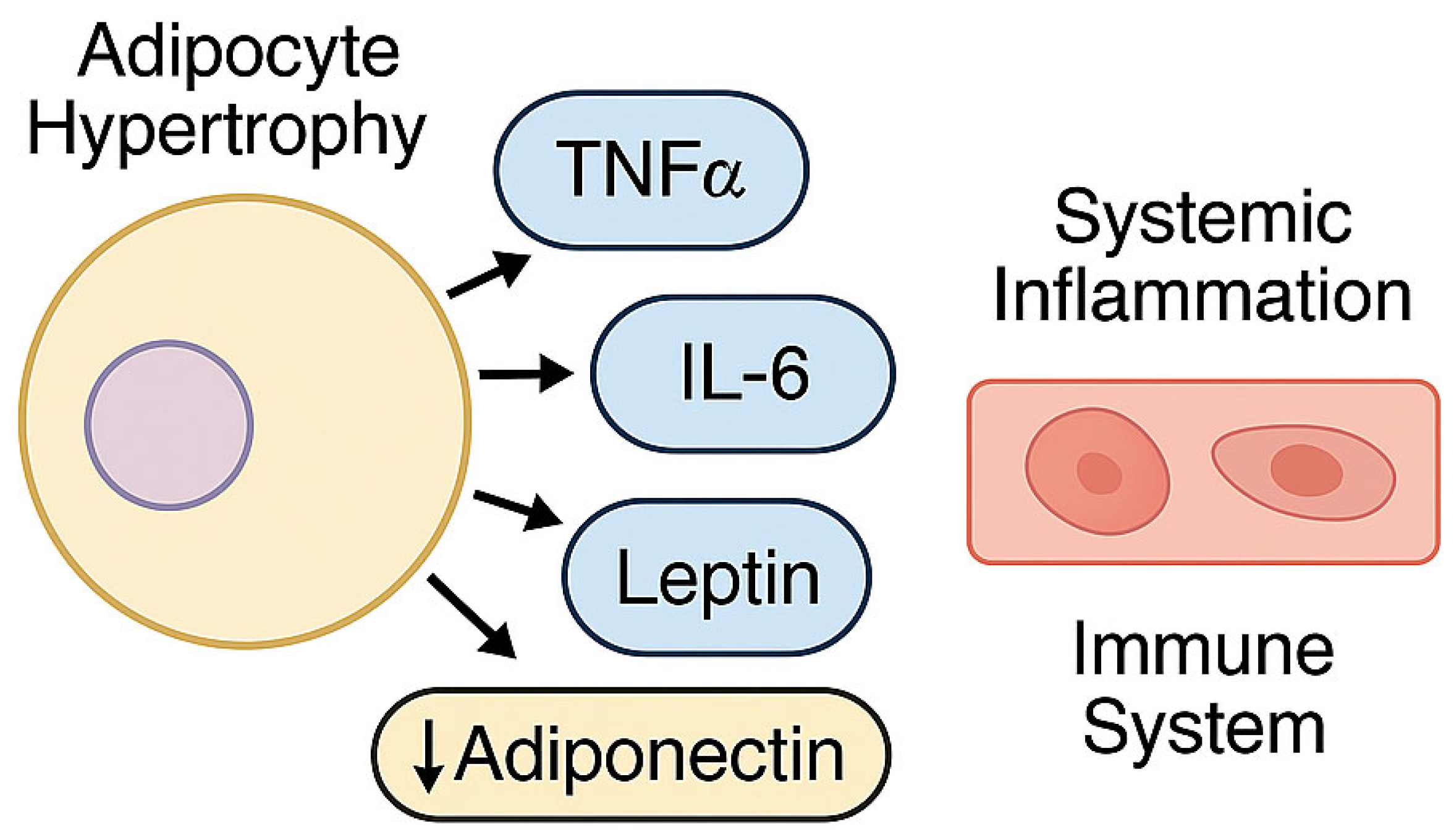 Biomedicines 13 01343 g002