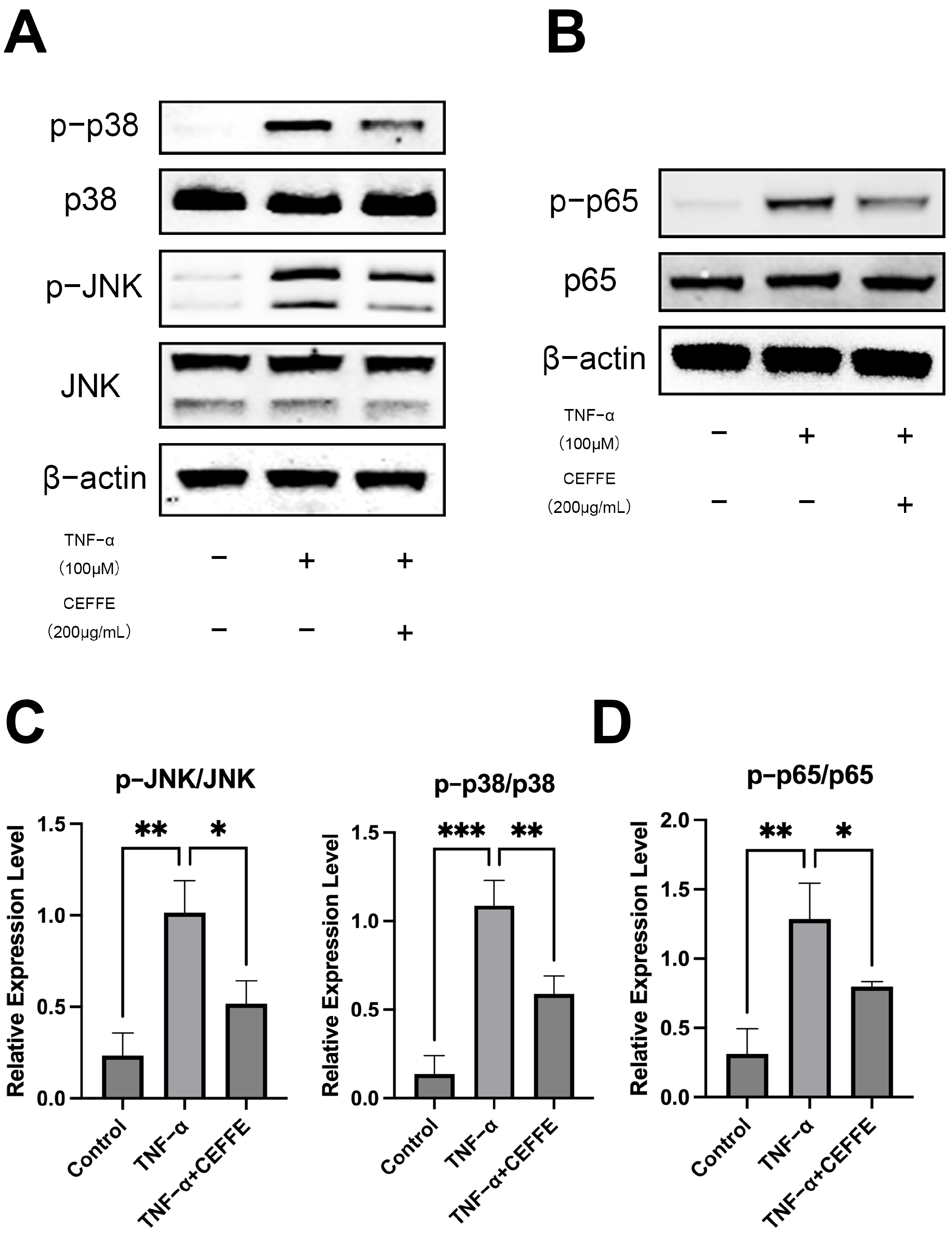 Biomedicines 13 01344 g003