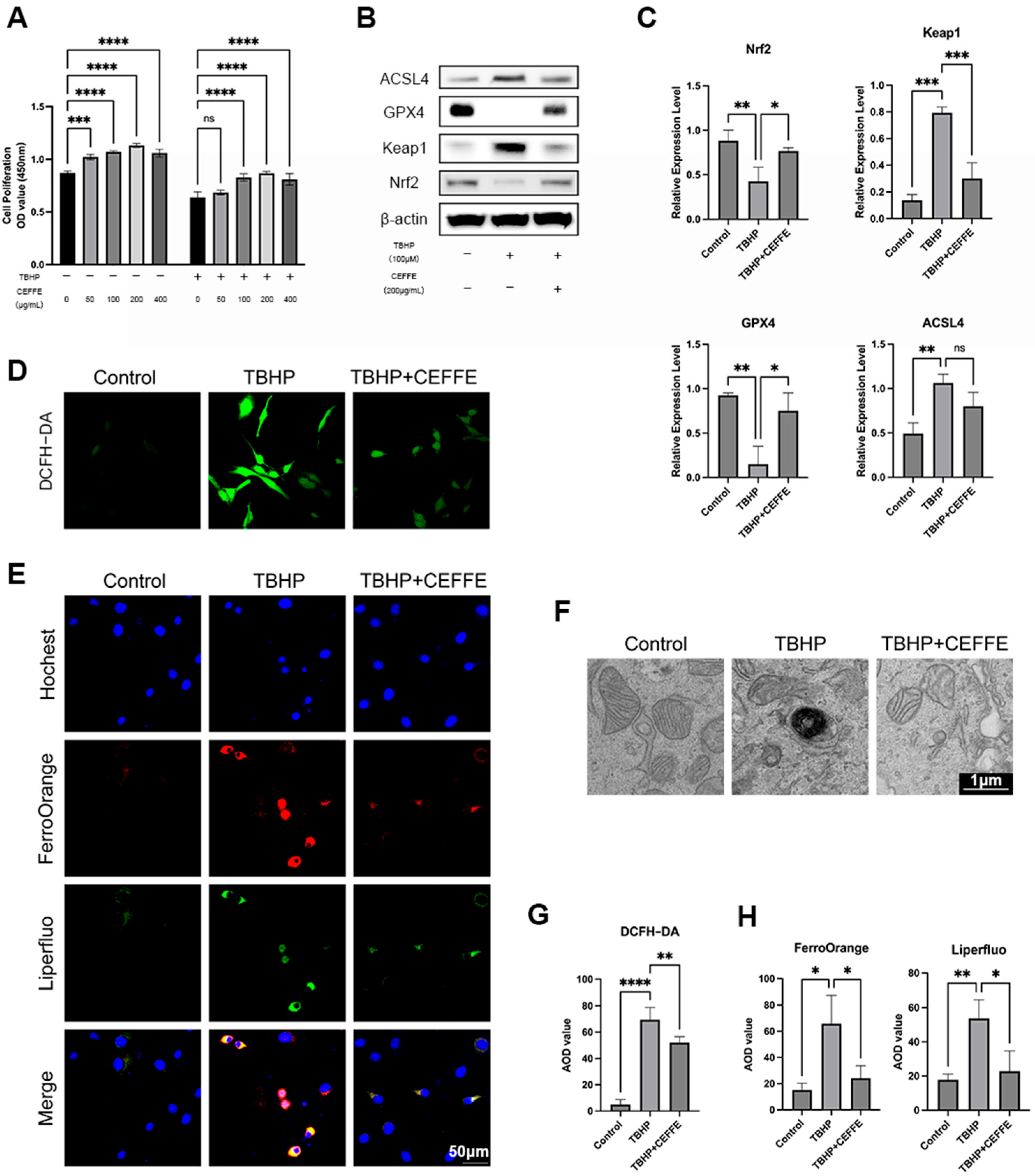 Biomedicines 13 01344 g004