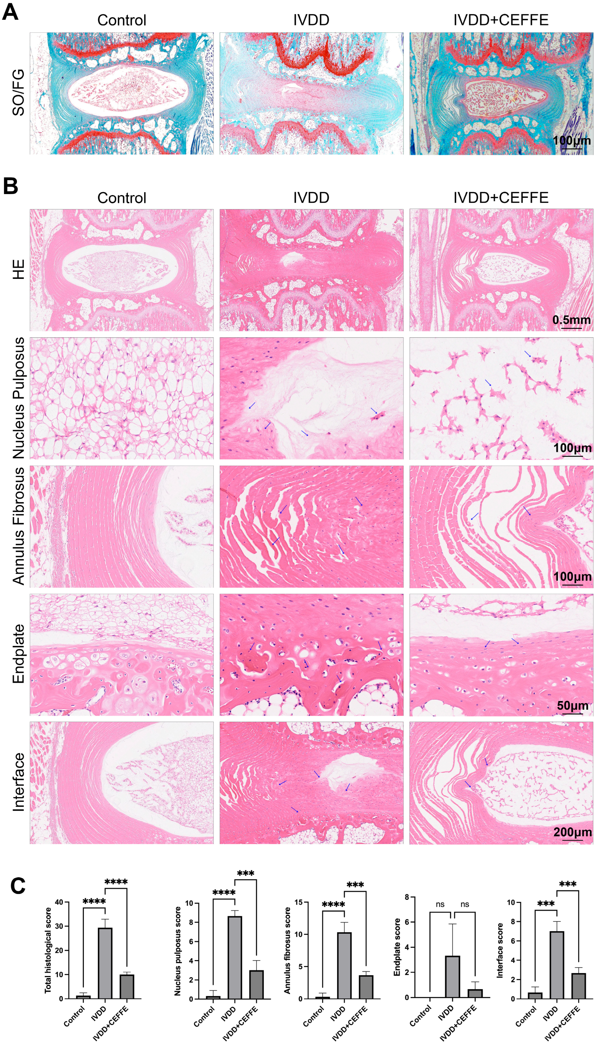 Biomedicines 13 01344 g006