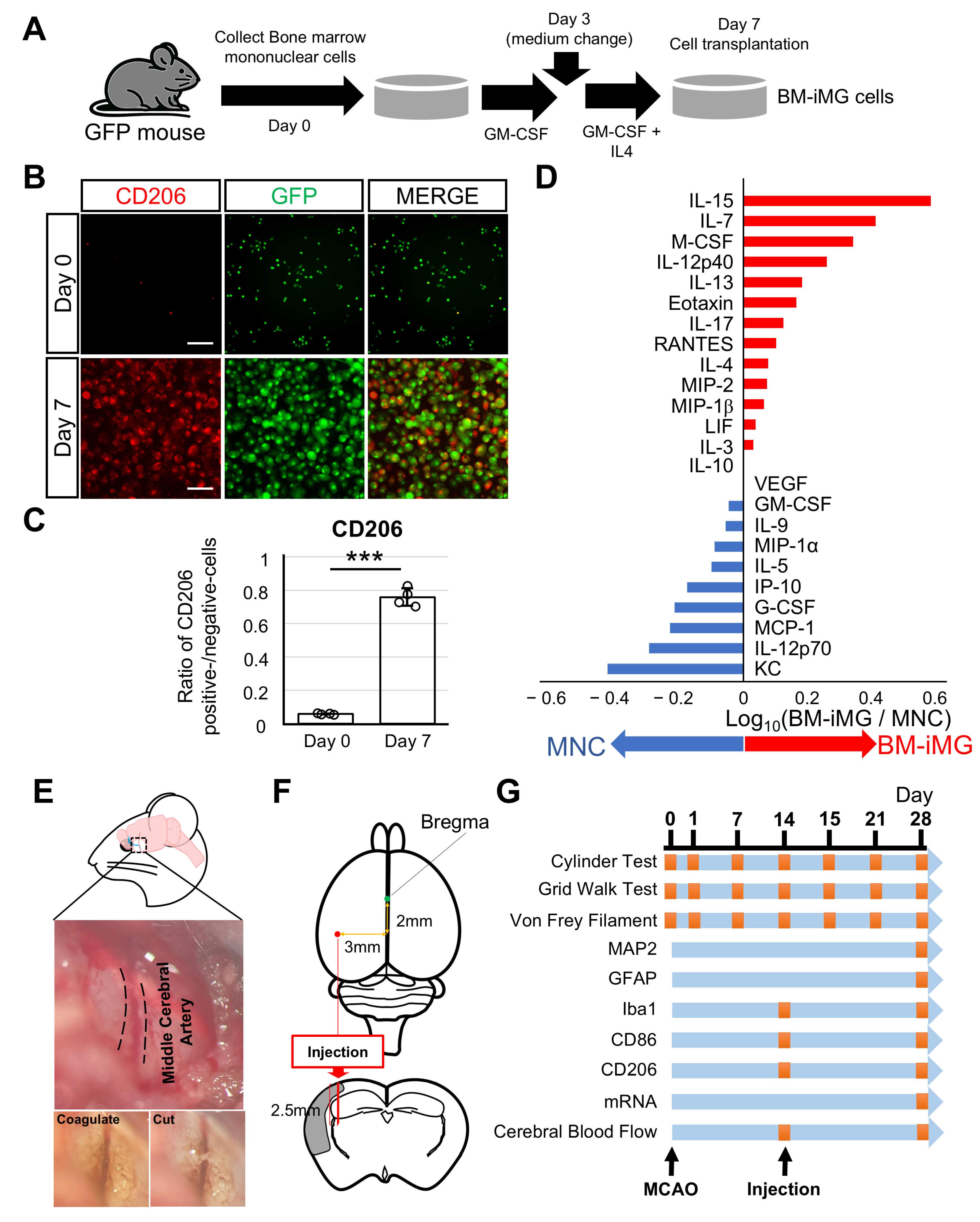 Biomedicines 13 01347 g001 Biomedicines 13 01347 g001