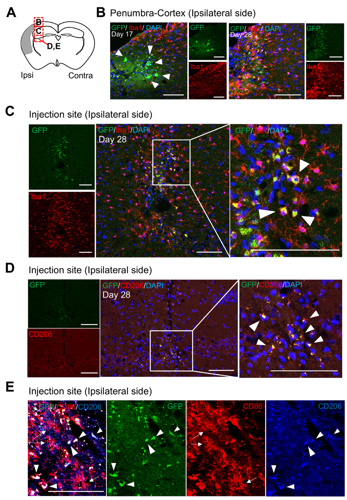 Biomedicines 13 01347 g003 Biomedicines 13 01347 g003