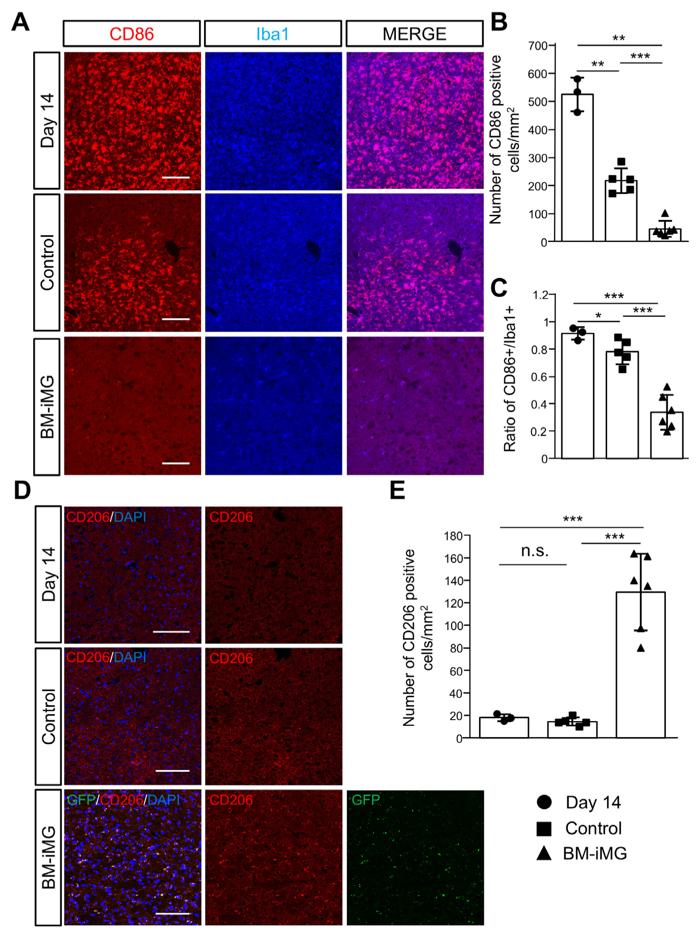 Biomedicines 13 01347 g005 Biomedicines 13 01347 g005